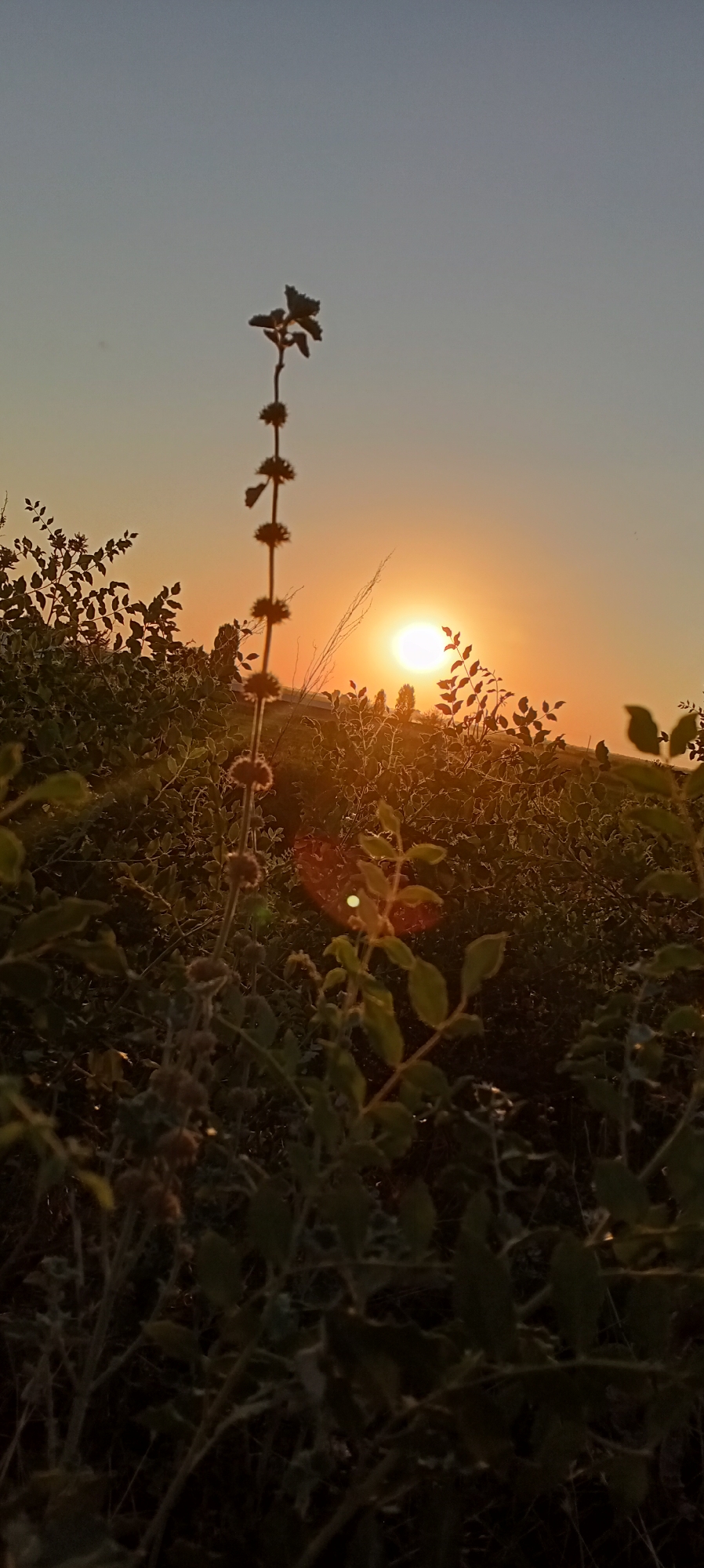 A low-angle, vertical photograph captures a sunset over a rural landscape. The sun, a bright, hazy orb, is positioned in the upper right quadrant of the image, casting a warm orange glow across the sky. In the foreground, a tall, thin plant with small, spiky seed heads stands vertically, silhouetted against the sunset. This plant is surrounded by denser, leafy green vegetation that extends across the bottom half of the frame. The foliage is illuminated by the setting sun, creating a dappled effect and highlighting the edges of the leaves. Some lens flare is visible in the mid-ground, appearing as circular or oval orbs of light. The sky transitions from a pale blue at the top to a soft orange near the horizon. The scene suggests a natural, undeveloped area.