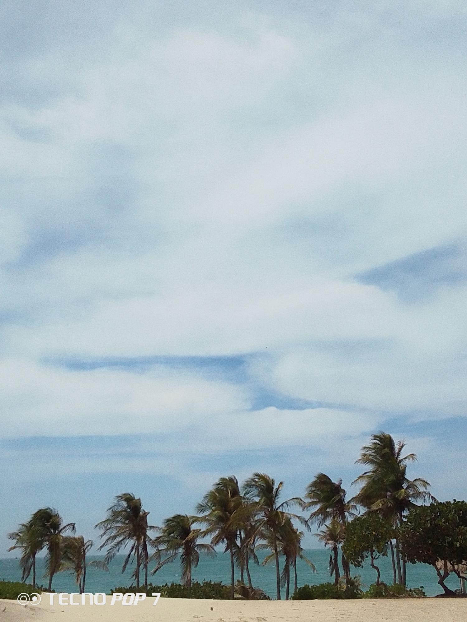 The image depicts a beach scene in Pedro González, Venezuela. A line of palm trees stretches across the lower portion of the frame, with their fronds swaying, presumably in the wind. Behind the trees is a glimpse of the ocean, displaying a turquoise hue. The sky occupies a large part of the upper frame, filled with clouds showing varying shades of blue and white. The beach is a sandy color, visible in the foreground. The text "TECNOP POP 7" is faintly visible in the bottom left corner, likely a watermark from the device used to capture the photo.