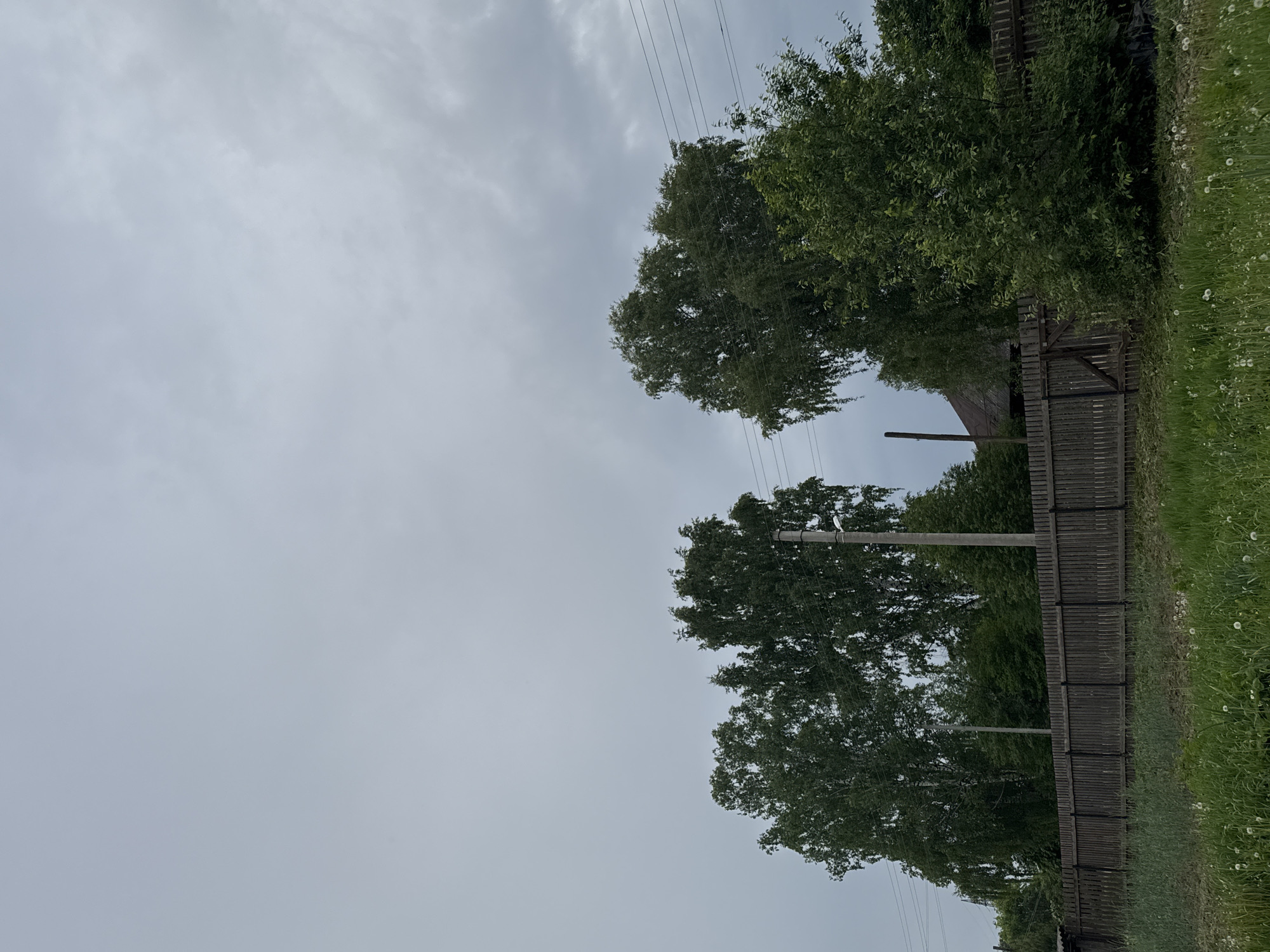 The image depicts a rural or semi-rural landscape under an overcast, grey sky. The scene is dominated by a large expanse of pale grey, cloudy sky that fills approximately the upper half of the frame.
In the middle ground and foreground, dense green foliage from several trees is visible. On the left side, a large deciduous tree stretches towards the sky, with multiple utility poles and power lines running through and above its canopy. Another tree with similar green leaves is positioned further to the right.
Running horizontally across the lower part of the image is an aged, dark wooden slatted fence, appearing somewhat weathered. To the immediate right of the fence, in the foreground, is a patch of vibrant green grass speckled with numerous white dandelion seed heads. Behind the fence, to the far right, a glimpse of a dark wooden building, possibly a barn or house, can be seen partially obscured by trees and the fence. Another utility pole is visible behind the fence line, near the center.
The overall impression is that of a quiet, subdued day in a natural setting. The time of day appears to be daytime, though the heavy cloud cover suggests diffused light rather than direct sunlight. There is no visible text. The location is Borodulino, Russia.