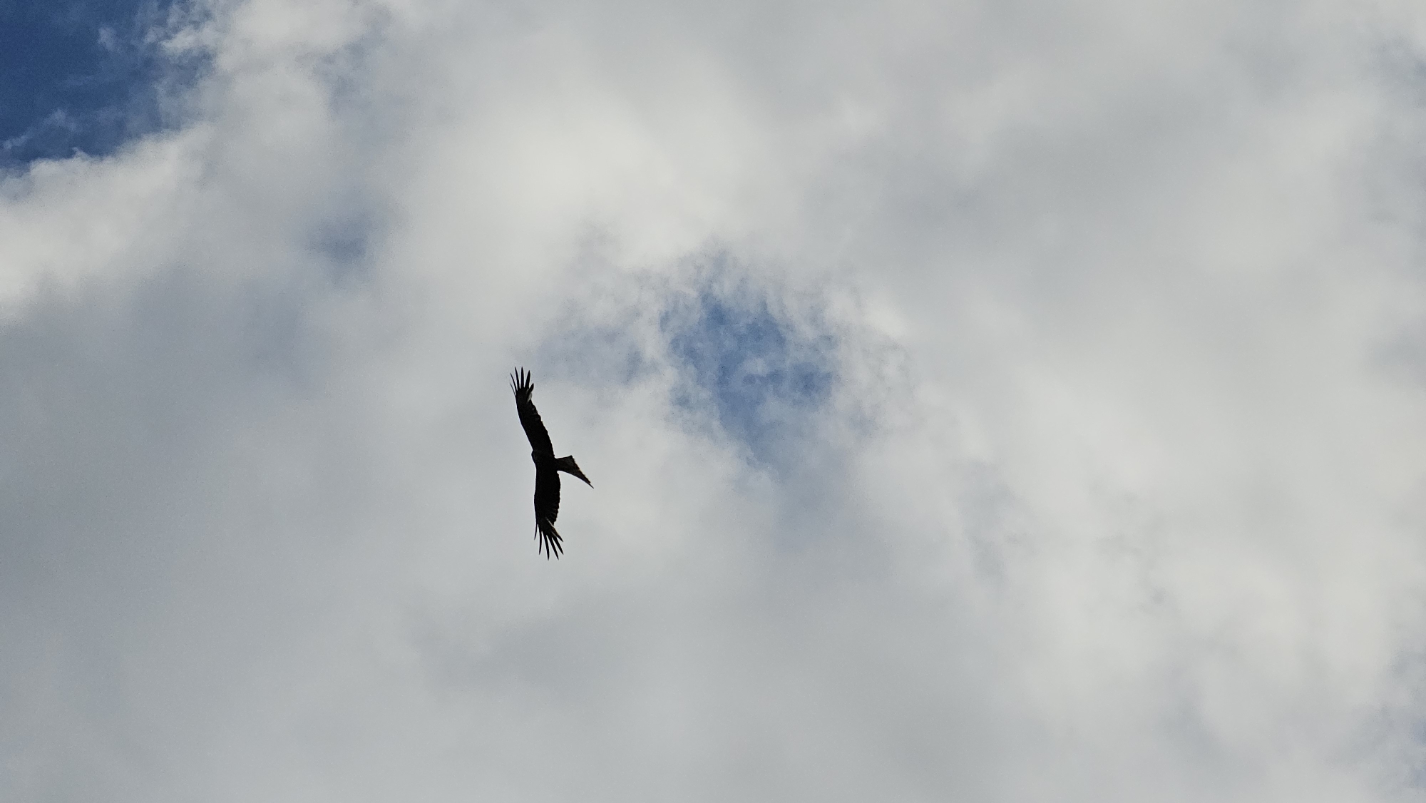 A solitary bird of prey, silhouetted against a cloudy sky, soars in Roßleben, Germany. The bird, likely a kite or hawk due to its distinctive forked tail and broad wingspan, is captured in mid-flight. Its wings are spread wide, with individual feathers visible at the tips, suggesting it is either gliding or actively maneuvering. The bird is positioned in the lower-left quadrant of the frame, creating a sense of depth and emphasizing its isolation in the vast sky.
The sky itself is a dynamic composition of light and shadow. Large, fluffy clouds dominate the frame, casting a soft, diffused light. Patches of blue sky peek through the clouds, particularly in the upper-left and central portions of the image, indicating a partly cloudy day. The overall lighting suggests it could be late morning or early afternoon, with the sun obscured by the cloud cover.
The image evokes a feeling of freedom and wildness. The bird's solitary flight against the expansive sky highlights its independence and mastery of its environment. There are no visible man-made structures or human figures, reinforcing the focus on nature. The scene is peaceful, with the gentle presence of the clouds and the quiet grace of the bird in flight. No text is visible in the image.