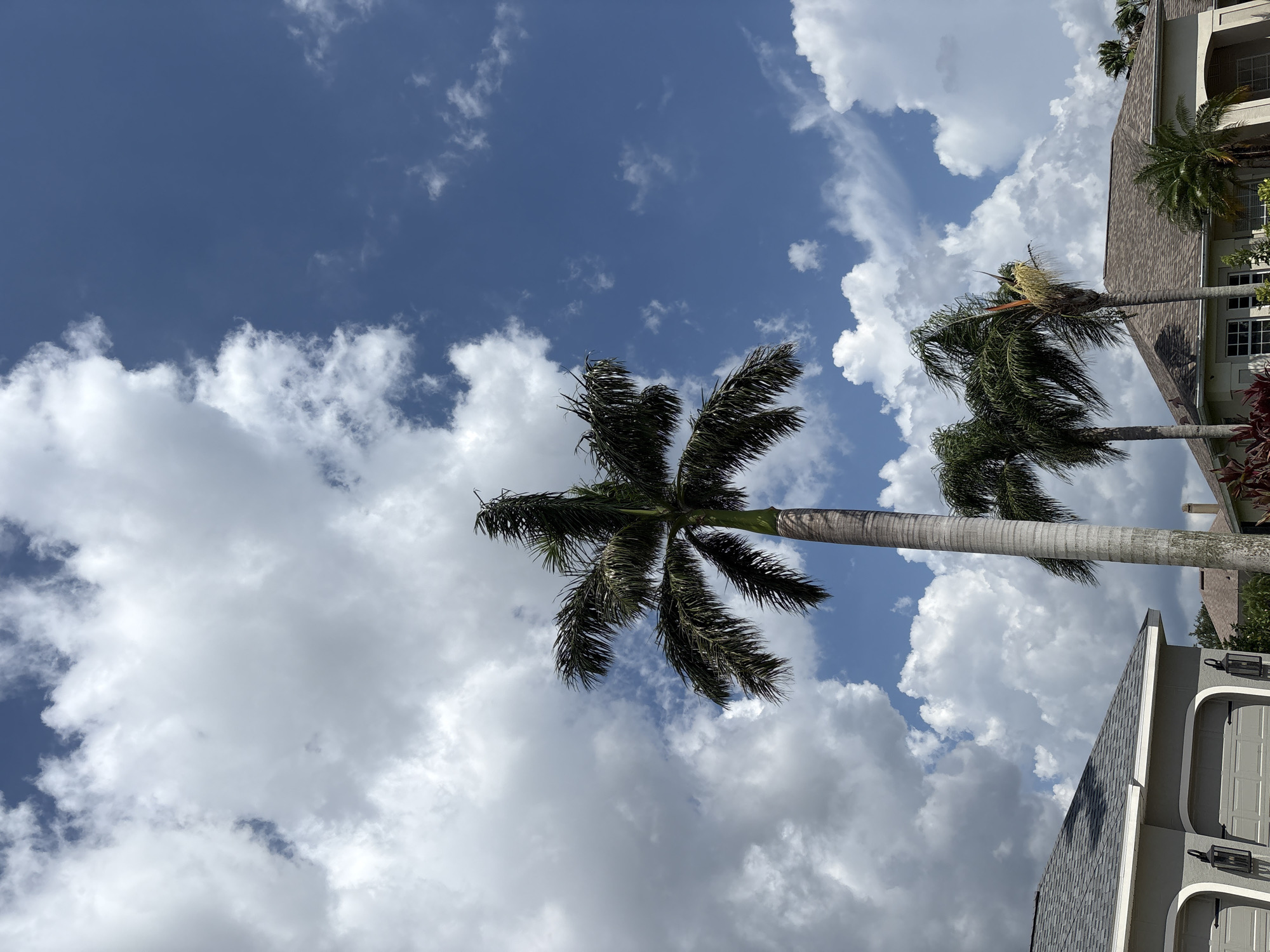 The image shows a view of the sky with palm trees and houses in Parrish, Florida. The sky is a deep blue with scattered white, fluffy clouds. A tall palm tree with dark green fronds is in the center of the frame, reaching towards the sky. To the left, a portion of a house with a gray shingle roof and two garage doors is visible. To the right, other houses with similar roofing and palm trees are present. The scene appears to be a residential area on a clear day.