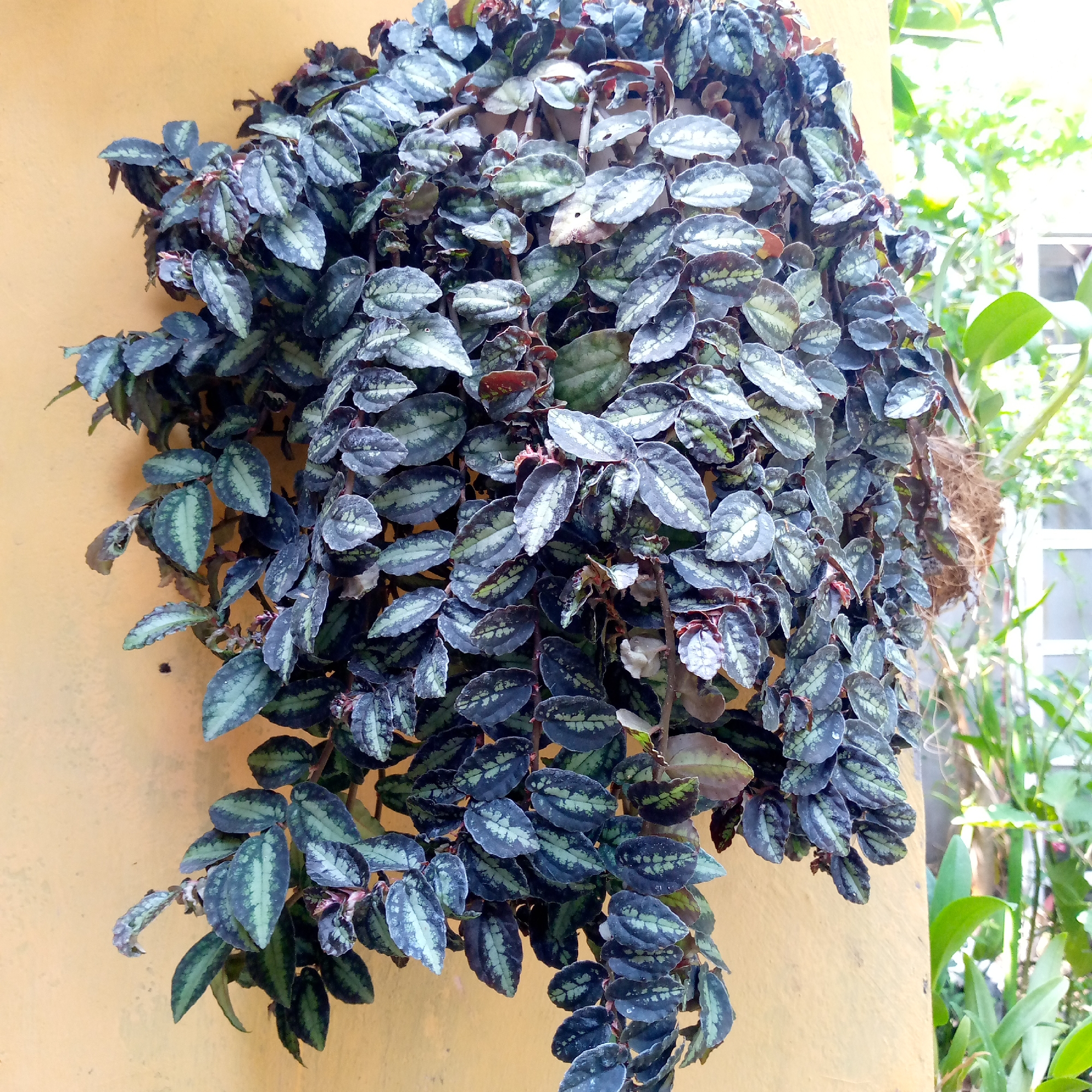 A hanging plant with dark green and silver patterned leaves is attached to a textured yellow wall. The plant is dense and cascades downwards. In the background, out-of-focus greenery and a window frame suggest an outdoor or semi-outdoor setting. The image appears to be taken in Sumberwono, Indonesia.