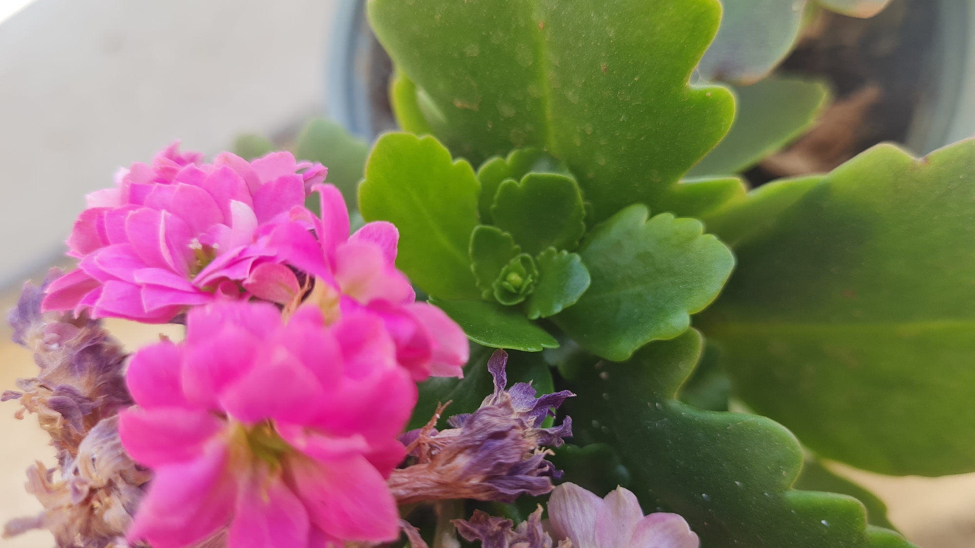 A close-up, slightly blurry, vertical shot focuses on the vibrant pink flowers and green succulent leaves of a Kalanchoe plant. The pink blossoms are clustered at the top, with some dried, purplish flower remnants also visible. The broad, scalloped green leaves fill the lower and central portions of the frame. The plant is potted, as indicated by a dark rim in the upper right corner, suggesting it's likely on a balcony or windowsill in Beer Yaakov, Israel. No people or animals are present in the image. The lighting suggests it's daytime.