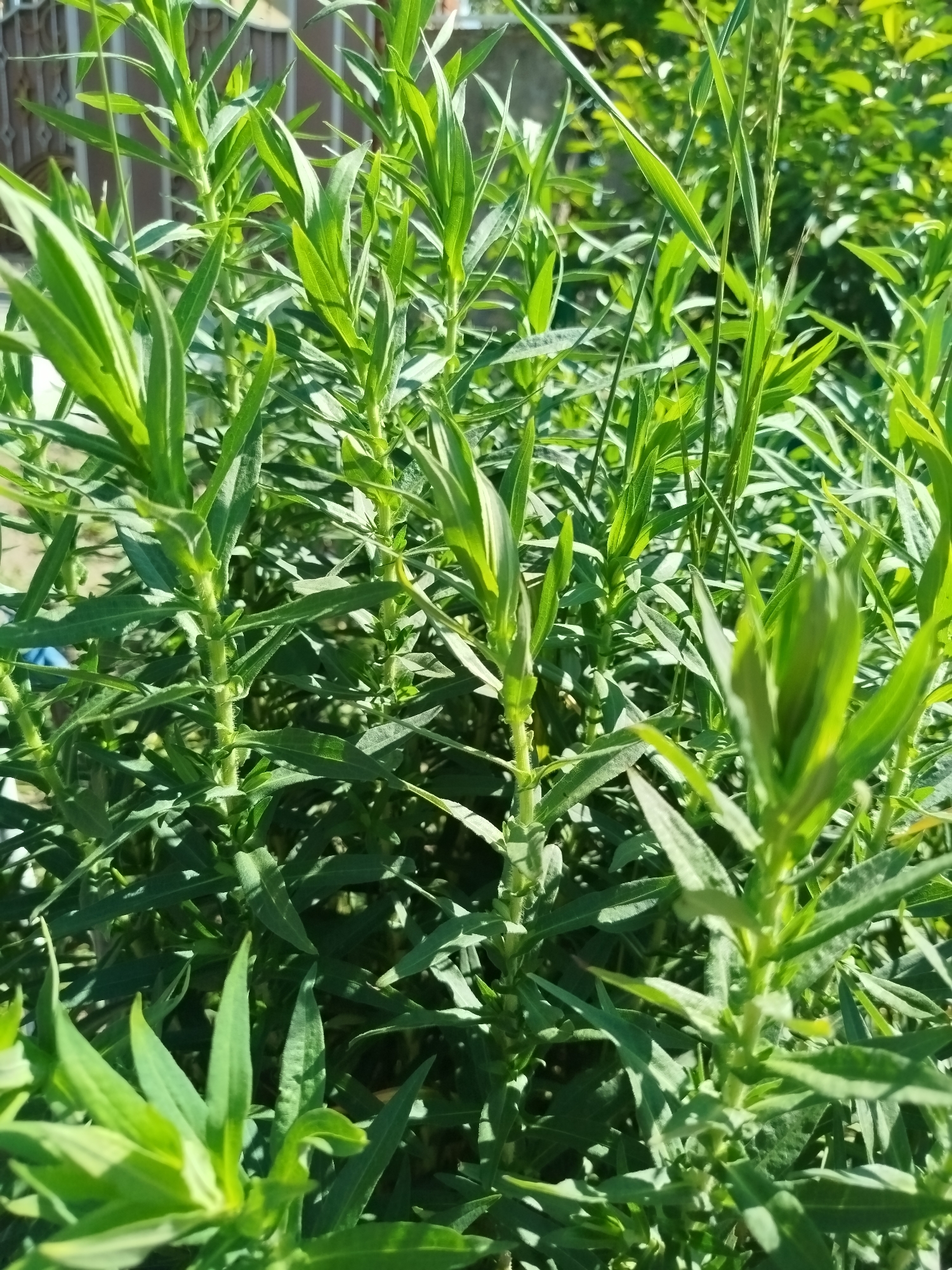 The image shows a close-up of green foliage, likely plants, with long, narrow leaves. The plants are densely packed and appear to be growing outdoors in sunlight, as evidenced by the bright illumination and shadows. The background is blurred but suggests a natural environment with more greenery and possibly some structures, though these are indistinct. The scene is set in Ceadîr-Lunga, Moldova.
