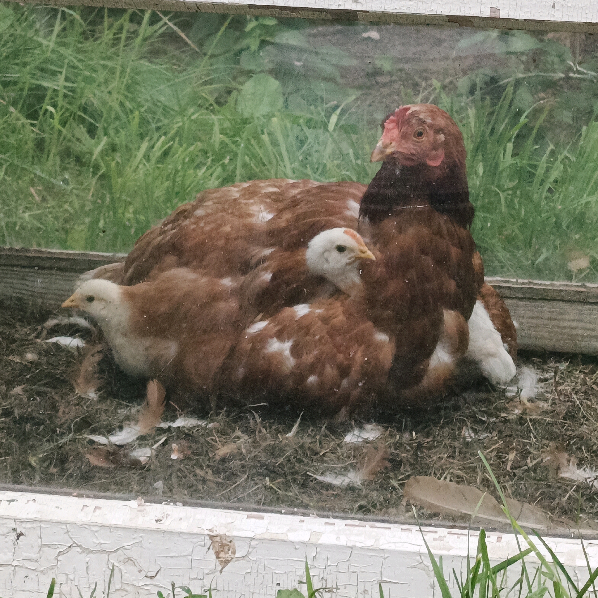 The image shows a brown hen with two chicks. The hen is sitting down, and the chicks are nestled underneath her. The scene appears to be outdoors, with grass and straw visible in the background. The foreground shows a white, chipped wooden surface. The image is taken through a glass pane, possibly a window, as indicated by reflections and the framing of the scene. There is no visible indication of the location being in Ваньки, Russia.