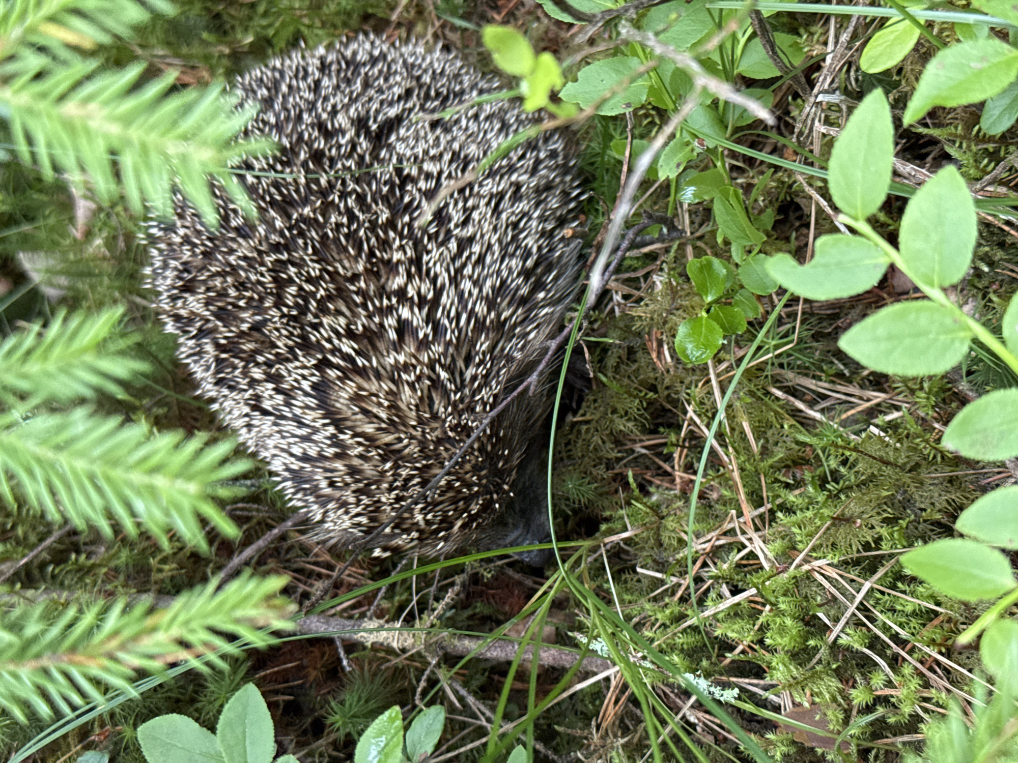 The image depicts a hedgehog curled up on the forest floor. The hedgehog's back is covered in spines, a mix of dark brown and white. It is nestled amongst green moss, pine needles, and small green plants. In the background, there are blurred green pine needles from an overhanging branch. The scene appears to be in a natural, outdoor setting, likely a forest. There are no people or any indication of an urban environment. The setting suggests a location in Orekhovo, Russia, consistent with a natural forest habitat.
