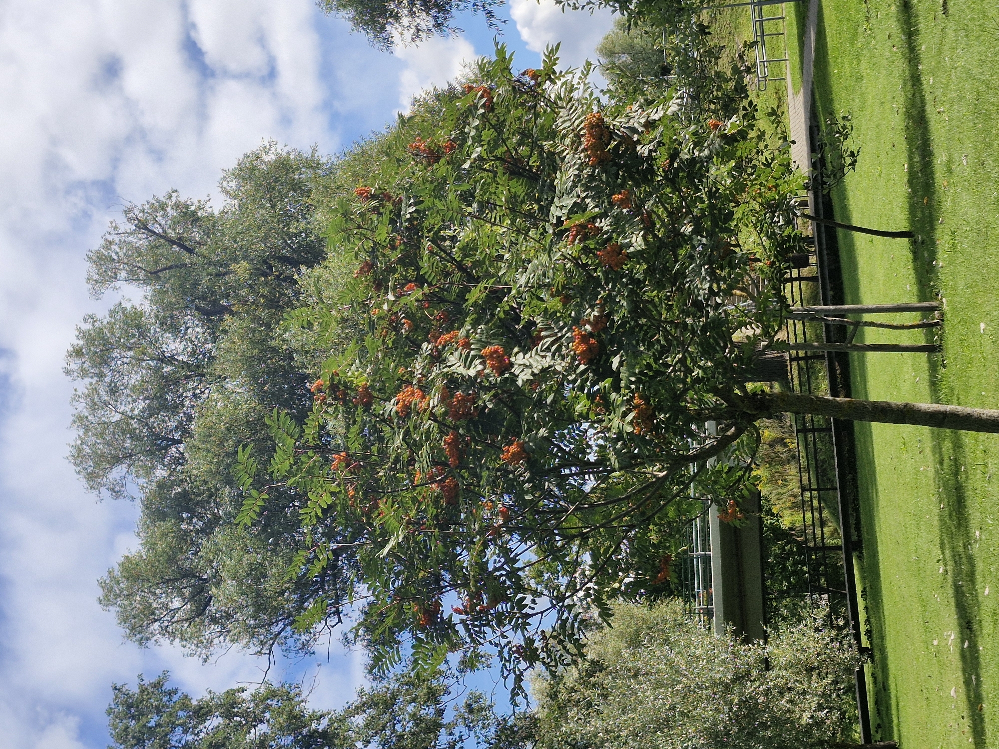 The image shows a rowan tree laden with bright orange berries in a park setting. The tree is in the foreground, with its branches full of clusters of berries. Behind the rowan tree, a lush green lawn stretches out, dotted with fallen leaves. Further in the background, a modern pedestrian bridge with metal railings spans across a body of water, which is partially obscured by trees. The sky above is a vibrant blue with scattered white clouds. The overall scene suggests a pleasant day in an urban park.