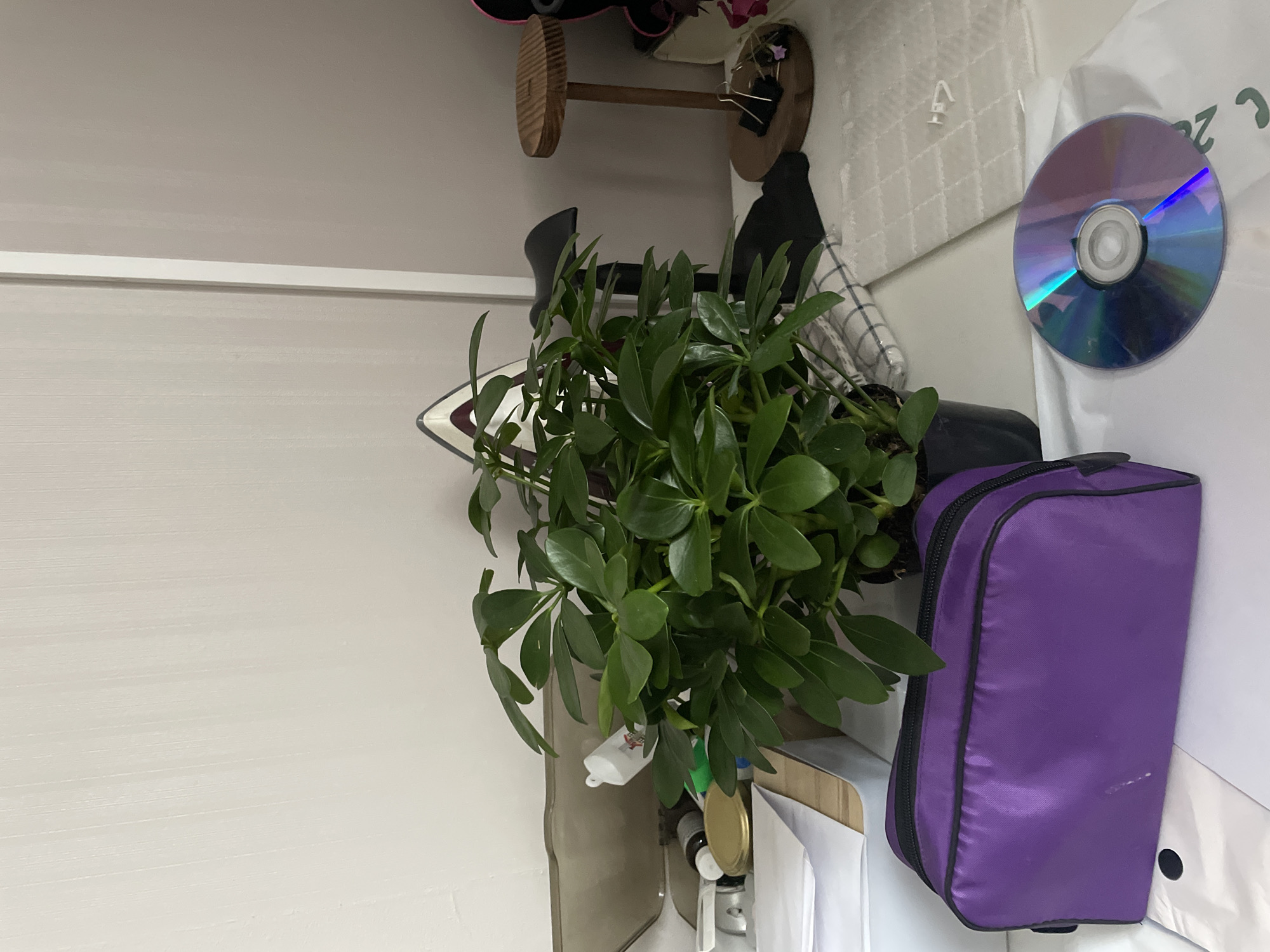 The image shows a close-up view of a desk with various items. A potted green plant with glossy leaves is the central focus, positioned on a black and white checkered cloth. To the left of the plant, a purple cosmetic bag with a zipper is visible. In front of the bag, a CD is lying on a white surface. Behind the plant, several bottles and containers are scattered on a shelf, including a tube of white cream. To the right, a small wooden stand with a circular top holds a few small objects, including two black binder clips. The background is a plain, textured wall in a neutral color. The lighting is soft and natural, suggesting an indoor setting. There are no people or specific landmarks that would indicate the location in Almaty, Kazakhstan.