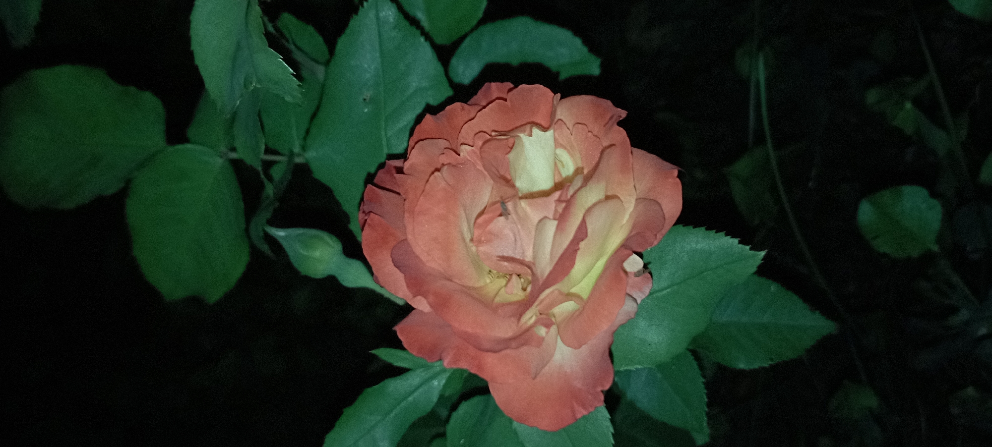 A close-up, low-light, vertical shot of a partially opened, bi-colored rose. The outer petals of the rose are a deep coral or salmon color, transitioning to a pale yellow or cream towards the center. The rose is surrounded by lush, dark green leaves. In the upper left quadrant of the image, a single green rosebud is visible. The background is dark and out of focus, suggesting a nighttime setting in a garden or natural environment. The location is specified as Radisne, Ukraine.