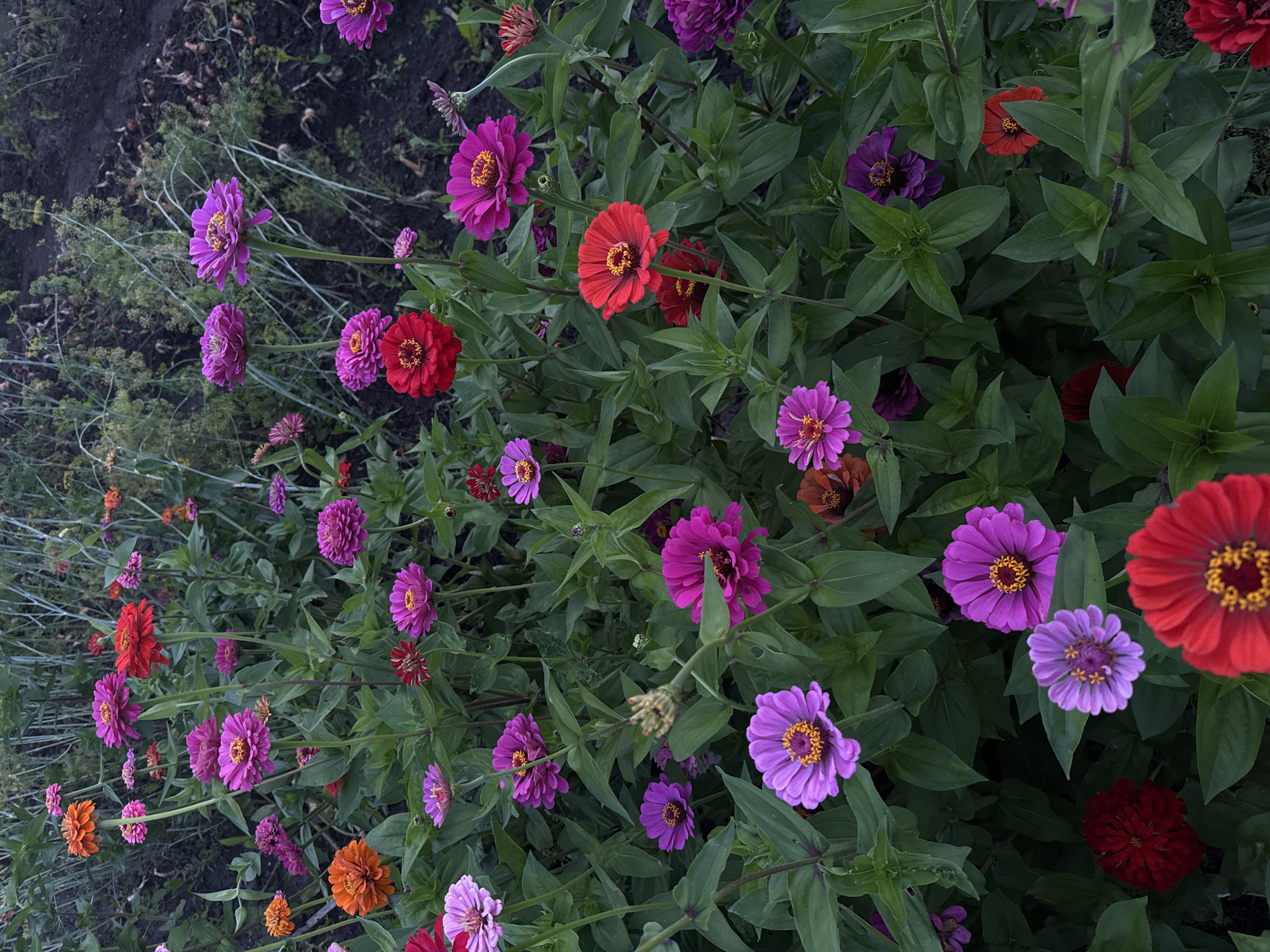 A vibrant patch of zinnias blooms in various shades of red, pink, purple, and orange. The flowers are in different stages of bloom, with some fully open and others still budding. They are surrounded by lush green foliage. The background is a mix of dark soil and the blurred stalks of other plants, suggesting an outdoor garden setting. The overall impression is one of abundant natural beauty. This image was taken in the city of Sosnovskoye, Russia.