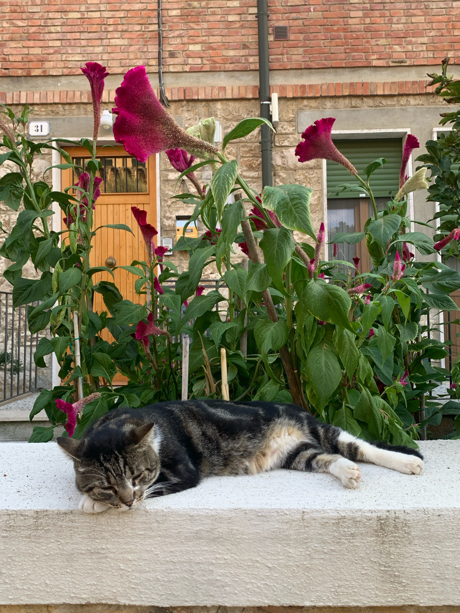 A tabby cat sleeps peacefully on a textured white ledge in front of a brick building in San Quirico d'Orcia, Italy. The cat is positioned with its body stretched out lengthwise, its head resting on its front paws. Behind the cat, tall plants with vibrant magenta and green foliage are in bloom, some with fox-tail-shaped flowers. The building in the background features a wooden door with glass panes, a window with green shutters, and a small white sign with the number "31". The overall scene suggests a quiet, residential setting, likely a courtyard or garden area.