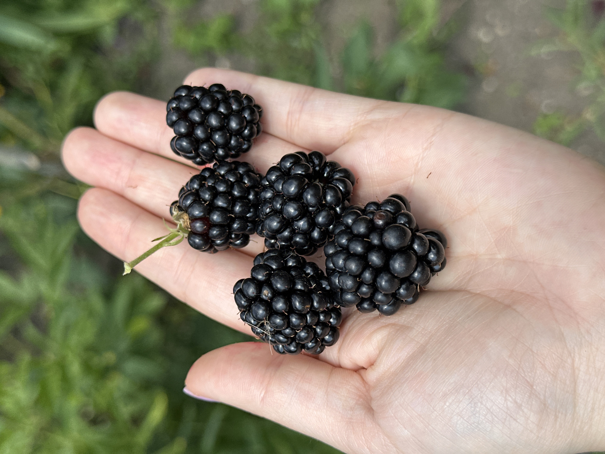 A close-up, eye-level shot shows a person's open hand holding five ripe blackberries. The blackberries are dark purple and clustered together, with visible individual drupelets and small hairs. The hand is fair-skinned and positioned in the center of the frame. The background is softly blurred green foliage, suggesting an outdoor, natural setting. The overall lighting is bright, indicating daytime. There is no indication of the city of Yessentuki, Russia in the image.