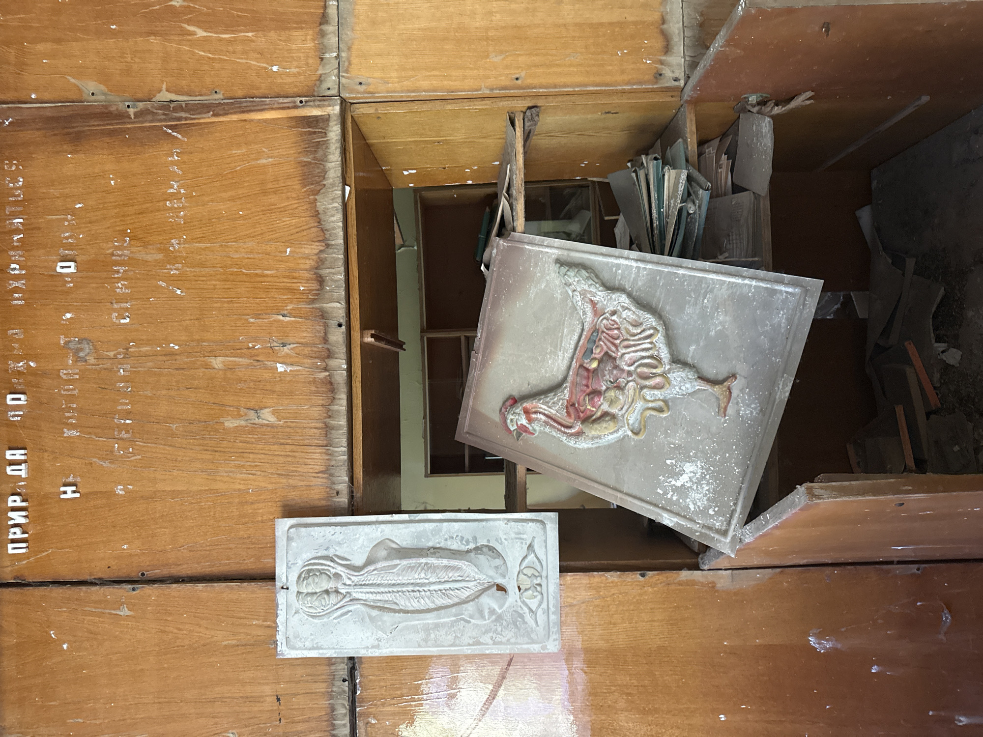 In Prypiat, Ukraine, an abandoned wooden cabinet displays two anatomical models. The upper left model depicts a human torso with internal organs, including the brain, spinal cord, and digestive system. To the right, a model of a chicken's internal anatomy, showcasing its organs, is partially obscured by the cabinet's opening. The cabinet itself appears weathered and worn, with peeling paint and visible wood grain. Scattered papers and debris are present within and around the cabinet, indicating a state of disuse and decay in the former Soviet Union city, which was evacuated after the Chernobyl disaster in 1986. Russian text is visible on the cabinet's upper panel.