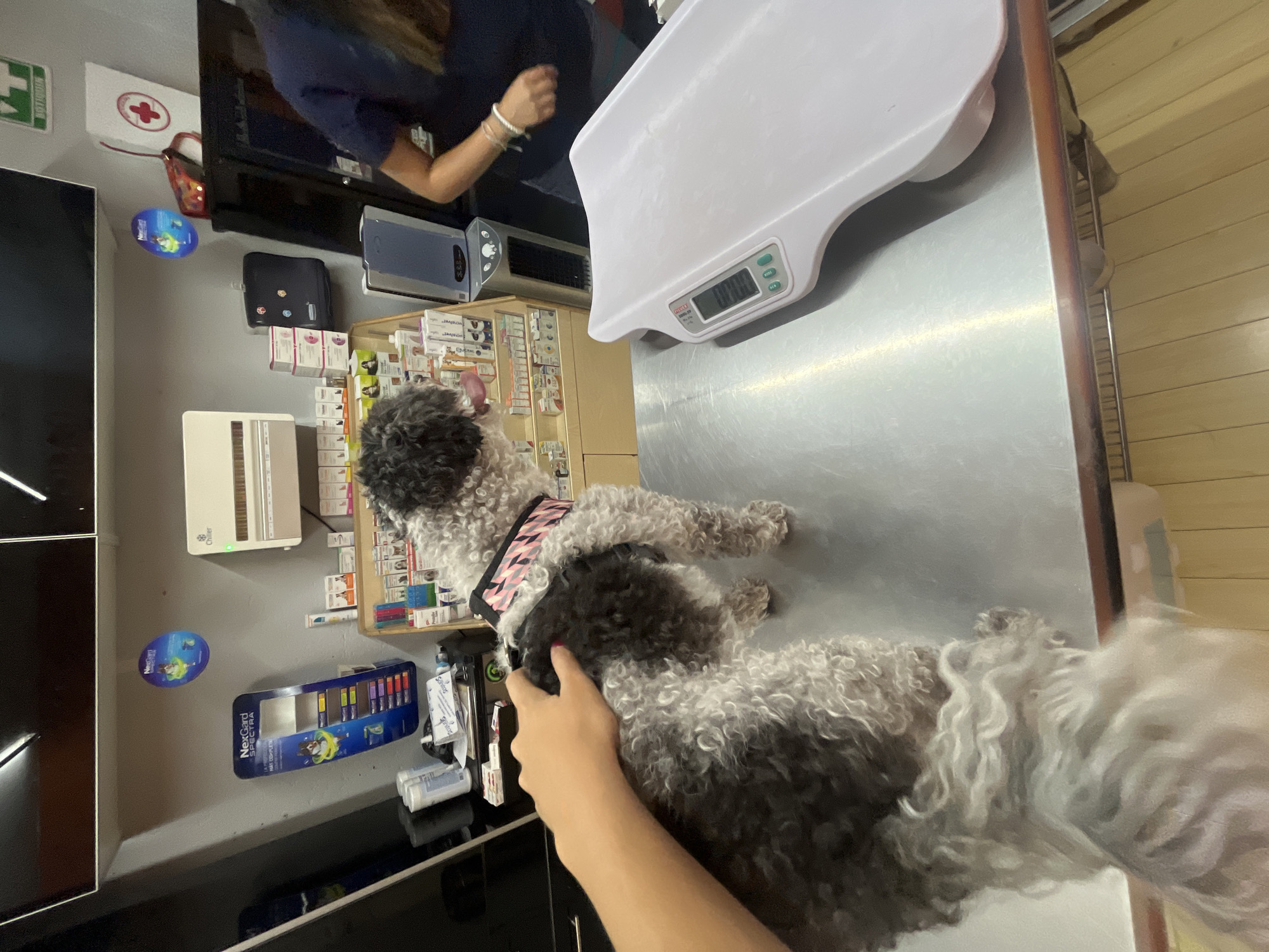 The image shows a dog, likely a Poodle mix, on a metal examination table in what appears to be a veterinary clinic. An individual is holding the dog to likely keep it still. A white digital scale is also on the table. The clinic has shelves of medications and supplies. A person wearing a blue shirt is near the dog’s head, potentially a veterinarian or veterinary technician. The location is San Bernardino Tlaxcalancingo, Mexico.