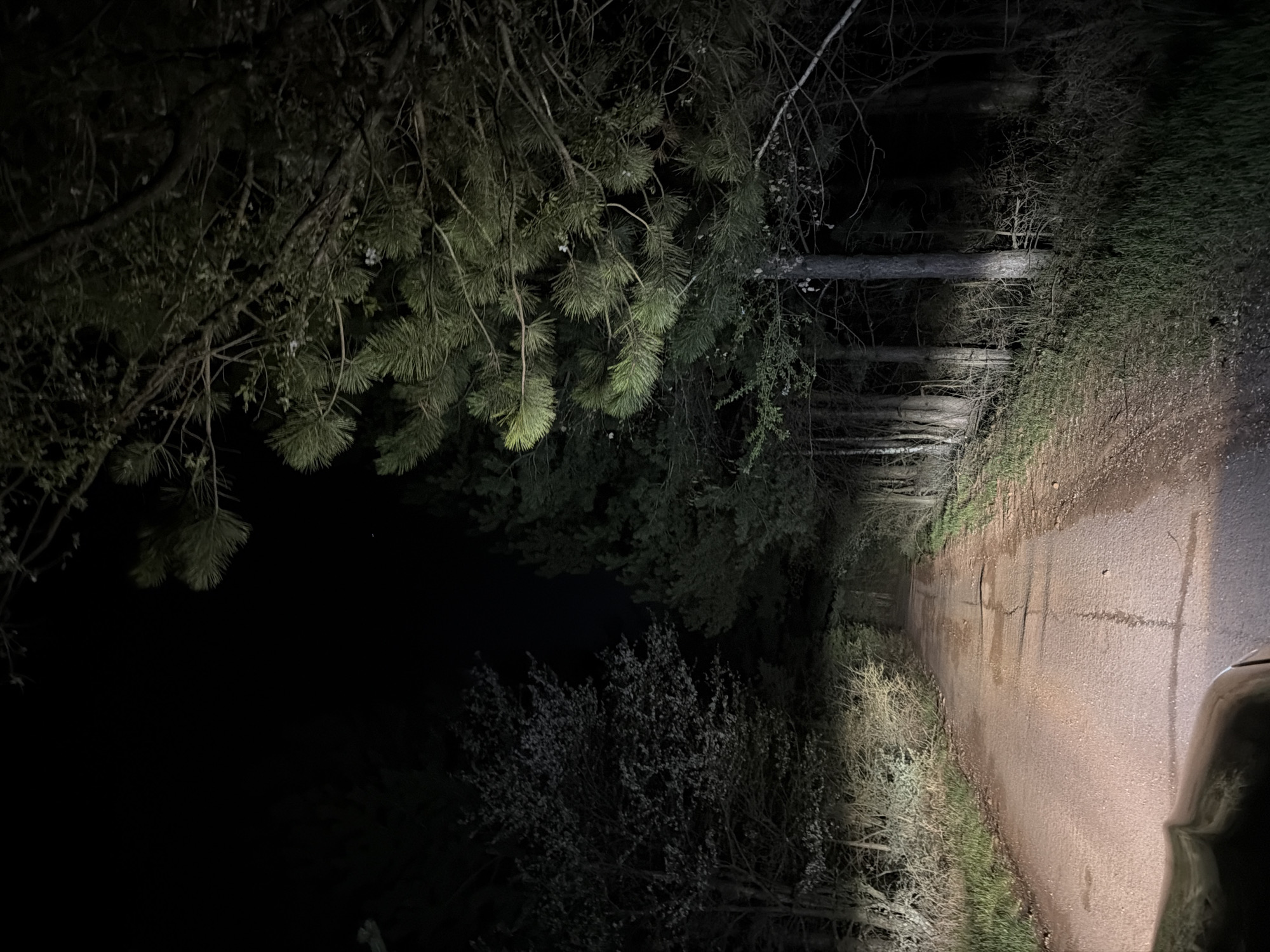 The image shows a dark, forested area adjacent to a narrow paved road. Dense vegetation, including pine trees, overhangs the left side of the road, and bushes are visible on both sides. The road itself is cracked and shows signs of wear. Light illuminates a portion of the road and some of the vegetation, suggesting the presence of a light source, possibly headlights. No people or animals are visible. The location is not identifiable as Sofia, Bulgaria from the provided image.