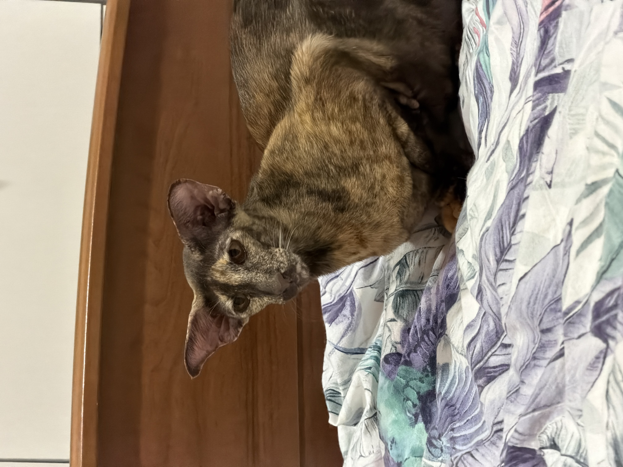 A high-angle, close-up shot shows a tortoiseshell-patterned cat lying on a bed covered with a duvet featuring a leaf pattern. The cat's head is turned, with its eyes visible, looking at the camera. Part of a wooden frame or headboard is on the left side of the image. The location, Chaikovsky, Russia, is not discernible in the image.