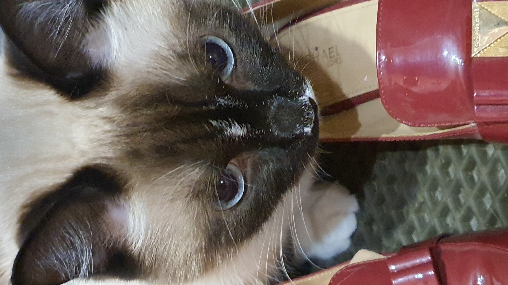 A close-up, overhead shot captures a Siamese cat with blue eyes and brown and cream markings. The cat is positioned between two glossy, red patent leather shoes, one on the left and one on the right of the frame. The shoe on the right has a gold buckle detail. The cat's nose has a white smudge, possibly from food or paint. The background appears to be a patterned surface, possibly a rug or floor mat. There is no indication of Krasnoyarsk, Russia in the image.