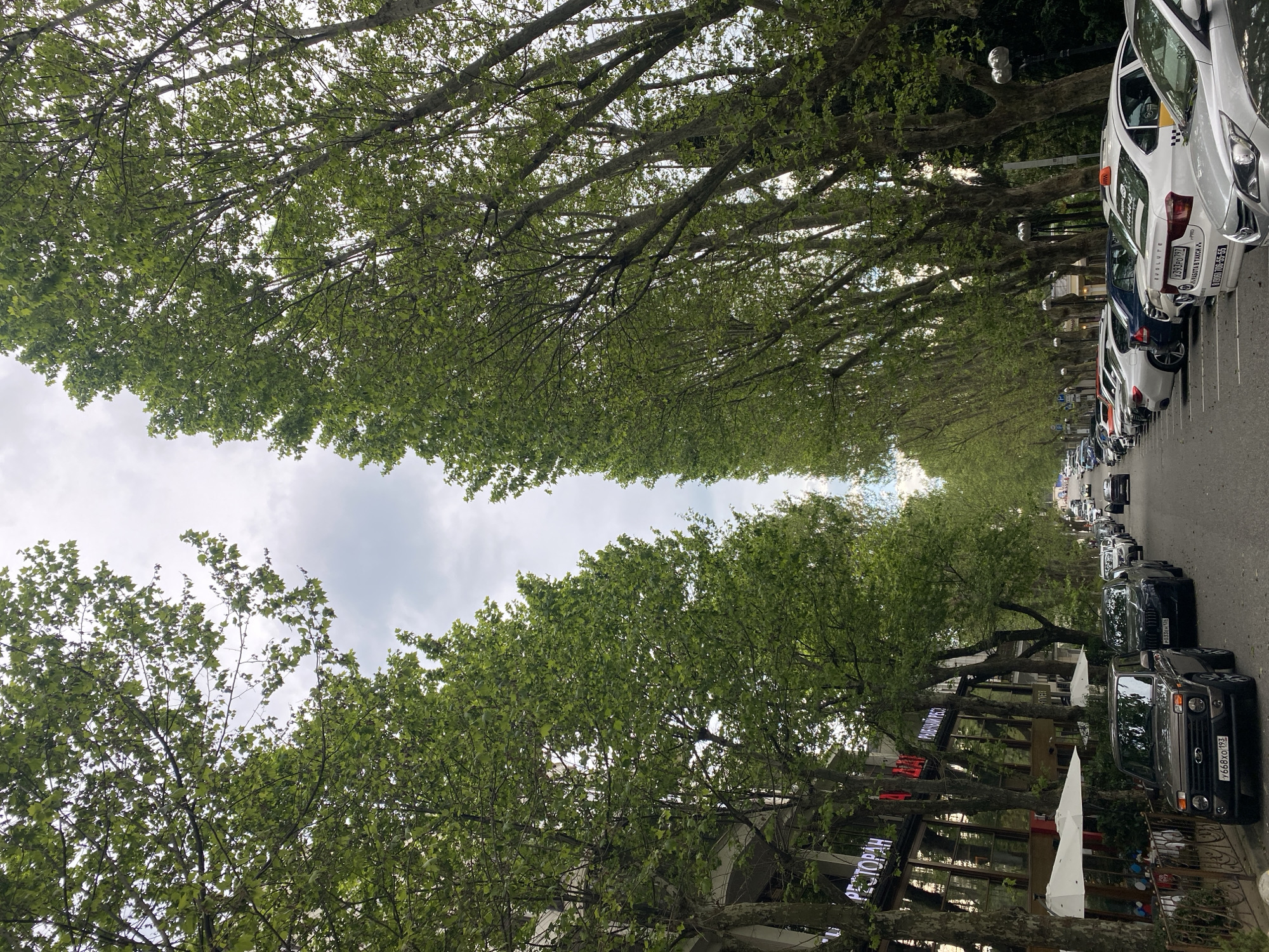 The image shows a street in Sochi, Russia, lined with tall, mature trees that form a dense canopy overhead. The trees are on both sides of the street, creating a green tunnel effect. On the right side of the street, cars are parked, including several taxis with their identifying rooftop lights. A restaurant sign is visible on the left. The sky is overcast, with visible clouds. The photo appears to be taken from a low angle, looking upwards towards the trees. The atmosphere is urban, yet softened by the natural greenery.