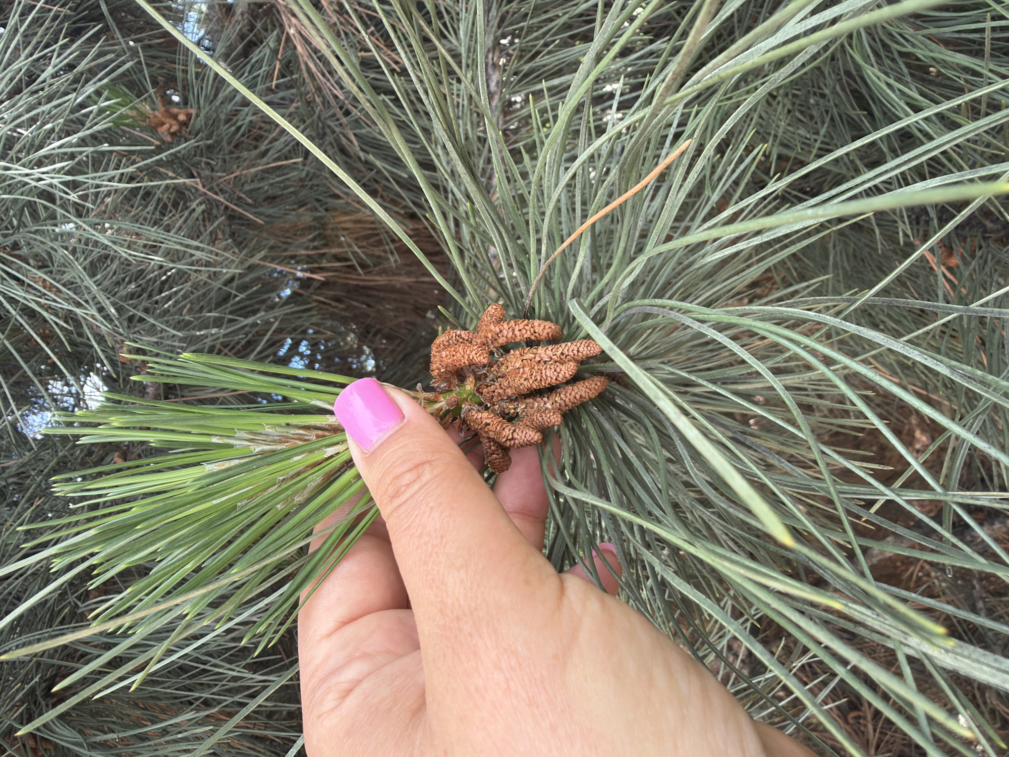 A close-up shot captures a person's hand with bright pink nail polish gently holding a cluster of green pine needles and several small, brown male pine cones (strobili). The hand is positioned in the lower-left quadrant, with the thumb and forefinger lightly grasping the base of the pine needles. The pine needles held by the hand are a vibrant green, appearing fresh and distinct. Adjacent to the point where the hand holds the needles, a tight cluster of small, ovoid, light brown male cones is prominently visible. These cones have a textured surface and are uniformly small.
The background consists of blurred pine needles, predominantly a slightly duller, bluer-green compared to the needles in the foreground, indicating other branches of the same or a similar pine tree. The lighting suggests an outdoor, natural environment during daylight hours. The image focuses on the intricate details of the pine foliage and the small reproductive structures. No text is visible in the media. This scene is set in Leningradskaya, Russia.