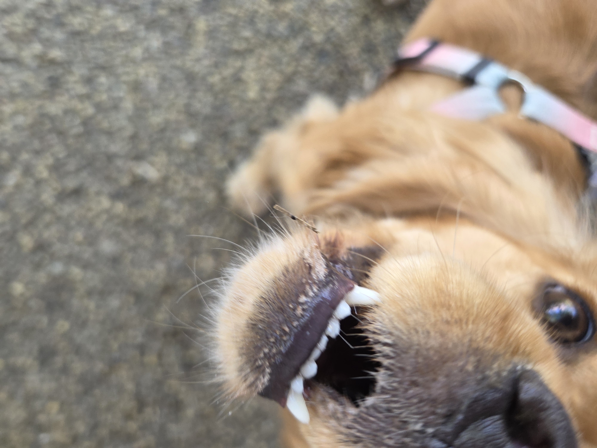 A close-up, tilted shot captures a light brown or golden-furred dog lying on its back or side on a textured, greyish surface, likely concrete or pavement. The dog's head and part of its upper body fill the frame, with its mouth slightly open, revealing clean, white teeth, including incisors and canines, in what appears to be a playful or relaxed expression. Prominent white whiskers extend from around its snout.
A notable detail is a small, dark insect, possibly a tick or a similar arthropod, clinging to the dog's fur near its muzzle. One of the dog's dark, reflective eyes is visible on the right side of the frame, conveying a soft or curious gaze. In the blurry background, a pink, light blue, and black patterned harness is visible around the dog's chest or neck area. The lighting suggests it is daytime. The image provides no specific visual cues for its location beyond a textured ground, though the broader context provided is Pleven, Bulgaria. No text is visible.