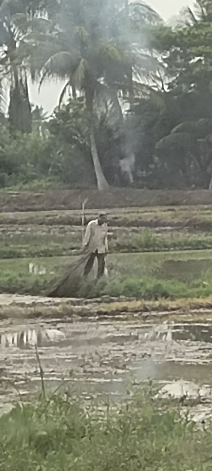 In Keudeteupinpunti, Indonesia, a lone farmer is seen working in a rice paddy. The farmer, dressed in a light-colored shirt and dark pants, is holding a fishing net, its mesh spread out in front of him. He appears to be wading through shallow water, possibly in the process of fishing or collecting something from the paddy. The surrounding environment is lush and green, with palm trees and other vegetation visible in the background. The sky is overcast, suggesting a humid or rainy day, which is typical for rice cultivation in Indonesia. The scene depicts a typical agricultural setting, highlighting the daily life and work of a farmer.