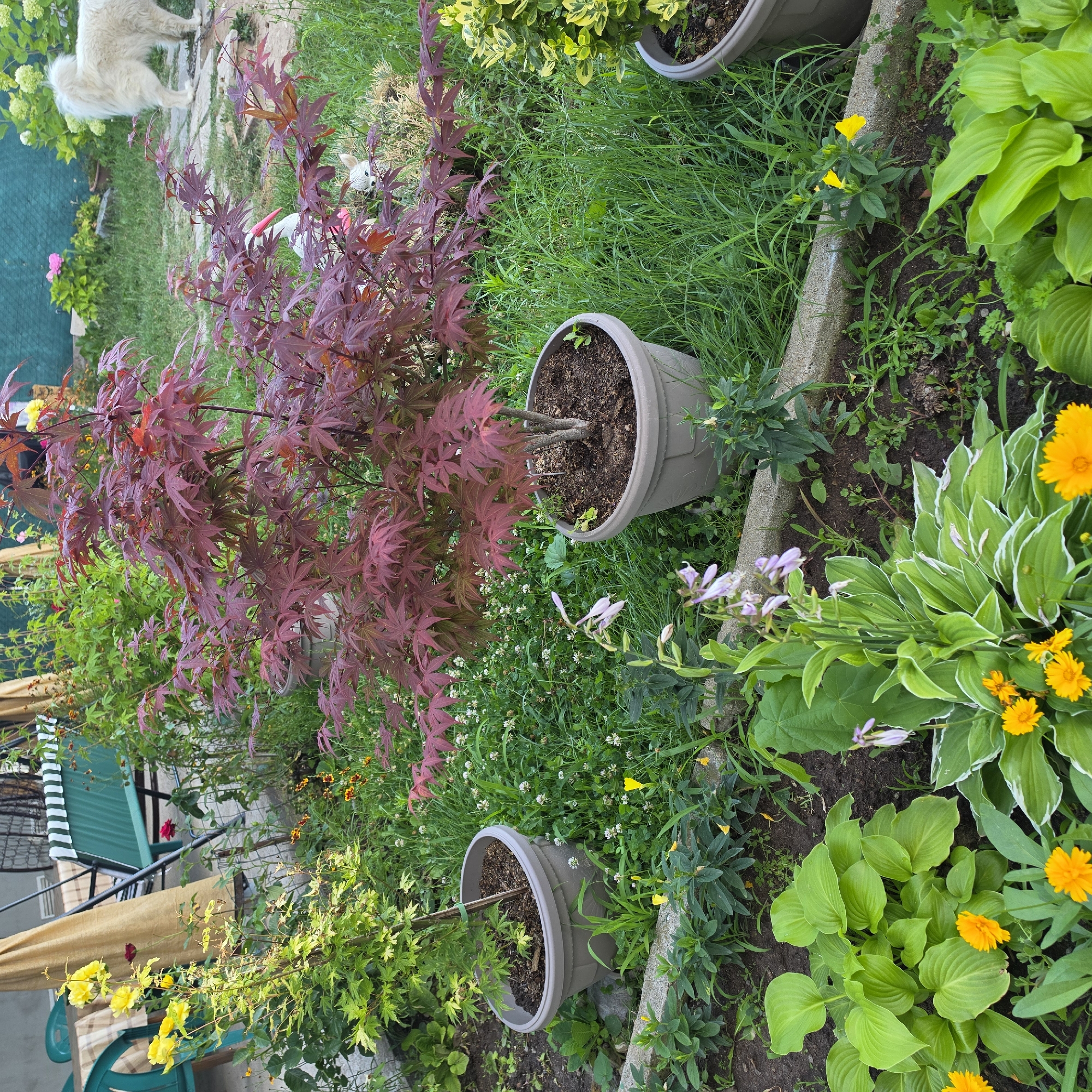 The image depicts a lush garden with various plants and flowers. In the foreground, vibrant green hostas and bright yellow marigolds are prominent. A Japanese maple tree with deep red foliage stands in the center, potted in a large gray planter. To the left, another smaller green Japanese maple is also potted. In the background, a white dog with a fluffy tail stands near a stone path. The garden appears to be well-maintained, with a variety of flowers and foliage creating a colorful and naturalistic setting. The location is identified as the city of Peshtera, Bulgaria.
