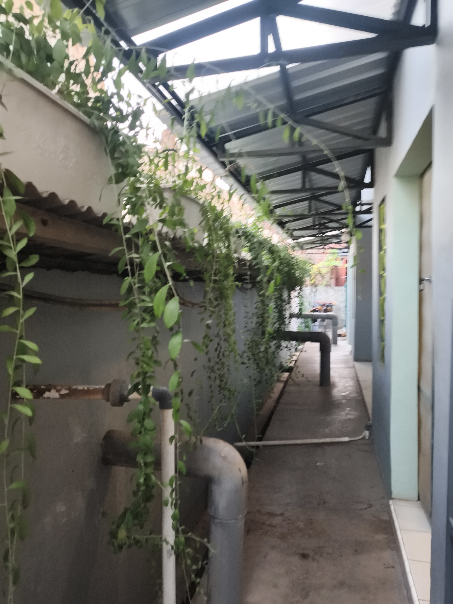 The image depicts an outdoor walkway adjacent to a building with a corrugated metal roof supported by a metal frame. Lush green vines hang down from above, obscuring parts of the roof and the building's exterior wall, which appears to be concrete. A rusty pipe runs horizontally along the concrete wall, connected to some plumbing. The walkway itself is paved with concrete and shows some signs of wear. In the background, more of the building's structure and some distant foliage are visible. The scene is consistent with an outdoor service area or a narrow passage between buildings. The lighting suggests it is daytime. Based on the architectural style and vegetation, this scene could be located in a tropical or subtropical climate, such as Pekalongan, Indonesia, where such covered walkways are common for protection from the elements.