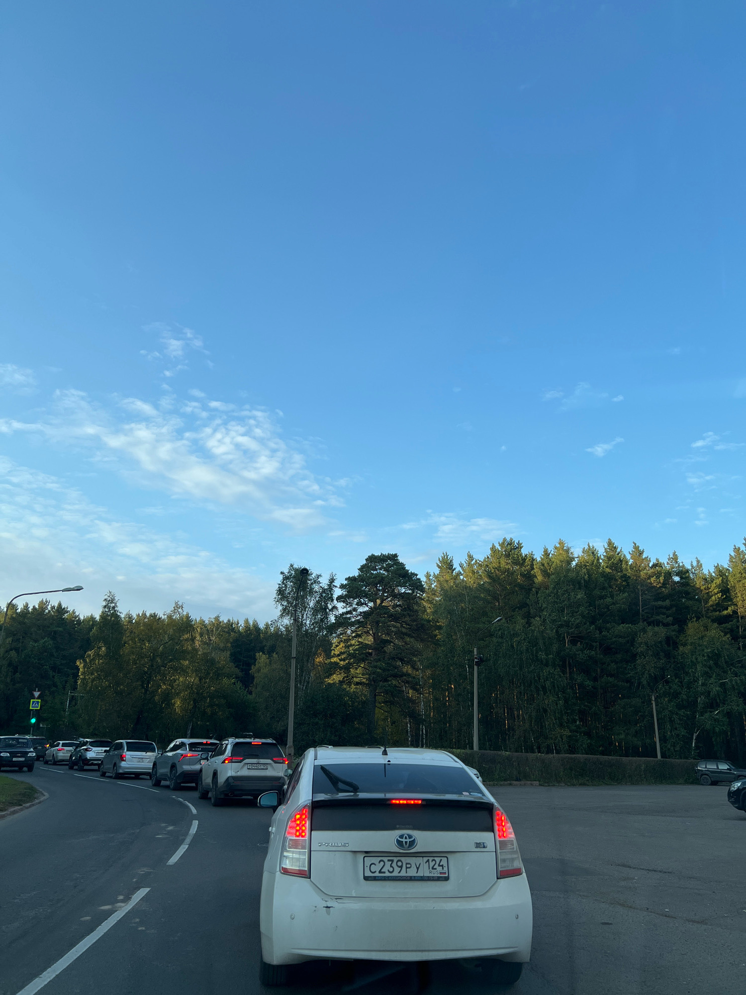 The image captures a traffic jam on a road lined with dense coniferous trees. The sky above is a clear blue with wispy white clouds. Several cars are visible, including a white Toyota Prius in the foreground with a Russian license plate C239PY 124. Other vehicles in the queue are a white Lexus, a silver SUV, and several other cars. A traffic light is visible in the distance, showing a green signal. The scene appears to be a suburban or exurban area due to the presence of a large forest bordering the road. The lighting suggests it is either early morning or late afternoon. There are no people clearly visible in the frame. The location is identified as the city of Krasnoyarsk, Russia.