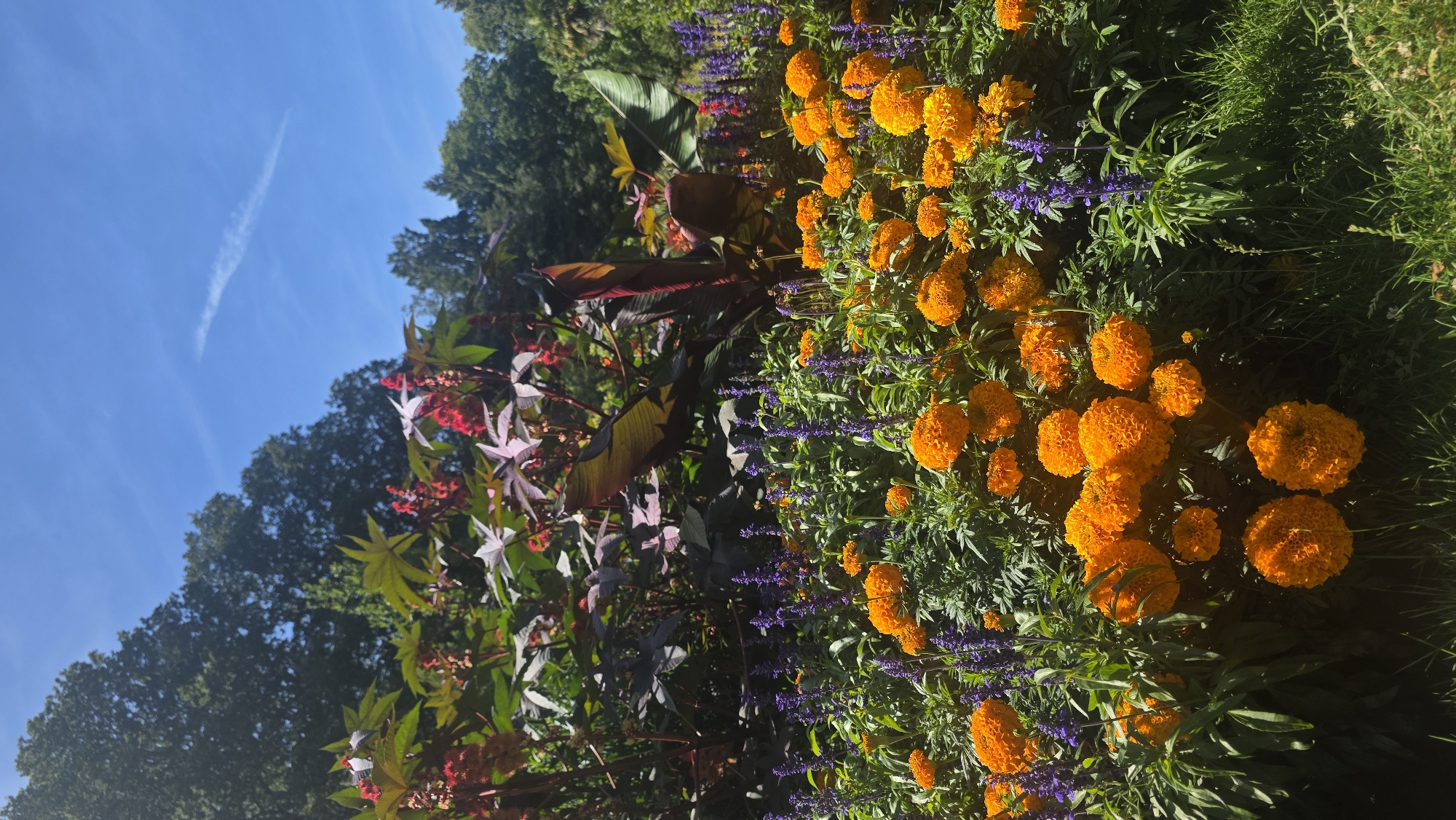 A bright, sunny day in St Leonards, United Kingdom, showcases a vibrant flower bed dominated by a profusion of orange marigolds in full bloom, interspersed with delicate spikes of purple salvia. Behind these colorful blossoms, a dense backdrop of dark green foliage rises, featuring large, dramatic leaves in shades of deep green and burgundy, hinting at ornamental plants like castor bean plants. Towering trees form a lush canopy against a clear, bright blue sky, with a faint, wispy contrail visible high above. The scene is illuminated by direct sunlight, casting sharp shadows and highlighting the textures of the petals and leaves. The overall impression is one of a well-maintained garden in a park or residential area, bathed in the warmth of a summer day.