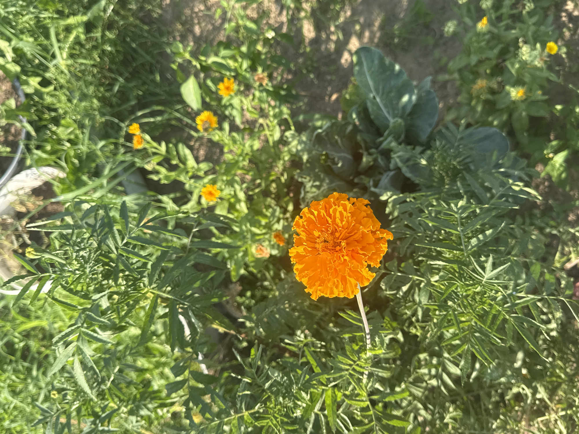 The image depicts an outdoor garden scene, likely in Chaikovsky, Russia, given the prompt's context. In the foreground, a large, vibrant orange marigold flower dominates the frame. Its petals are tightly packed and ruffled, creating a rich, textured bloom. The marigold is surrounded by lush green foliage, characteristic of a garden setting.
In the background, several smaller, yellow flowers are visible, along with more green plants. The ground appears to be a mix of soil and possibly some dry leaves or mulch. The lighting suggests it is a sunny day, with shadows cast by the plants. The overall impression is of a well-tended garden in bloom. There are no people or animals visible in the image.
