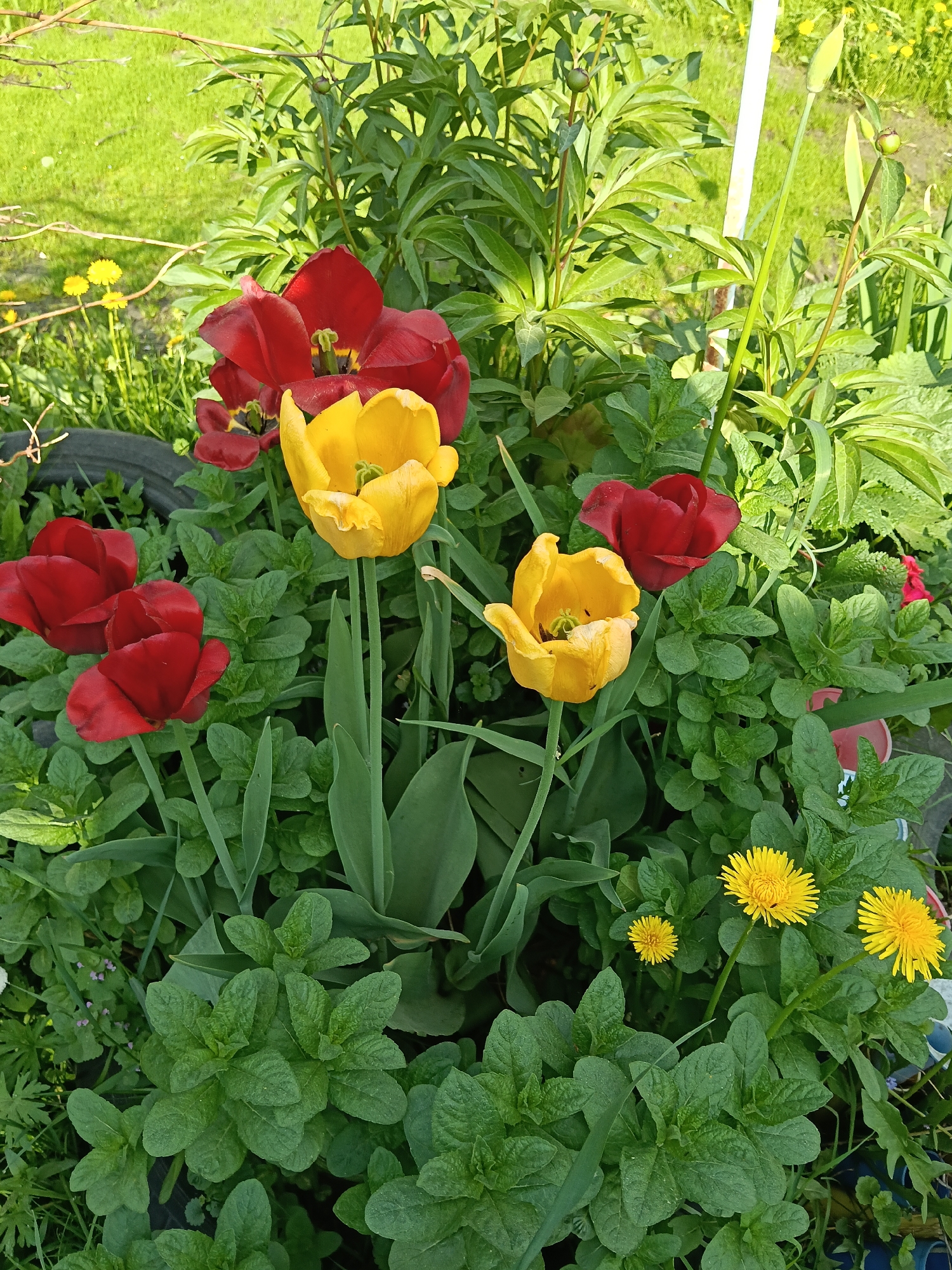 The image depicts a garden in Красный Маяк, Russia, featuring red and yellow tulips, dandelions, and various green plants. The tulips are in full bloom, their colors contrasting with the surrounding foliage. The dandelions add splashes of yellow near the bottom of the frame. The plants are growing in a garden bed, with a glimpse of green lawn visible in the background. A tire is partially visible on the left side of the image.