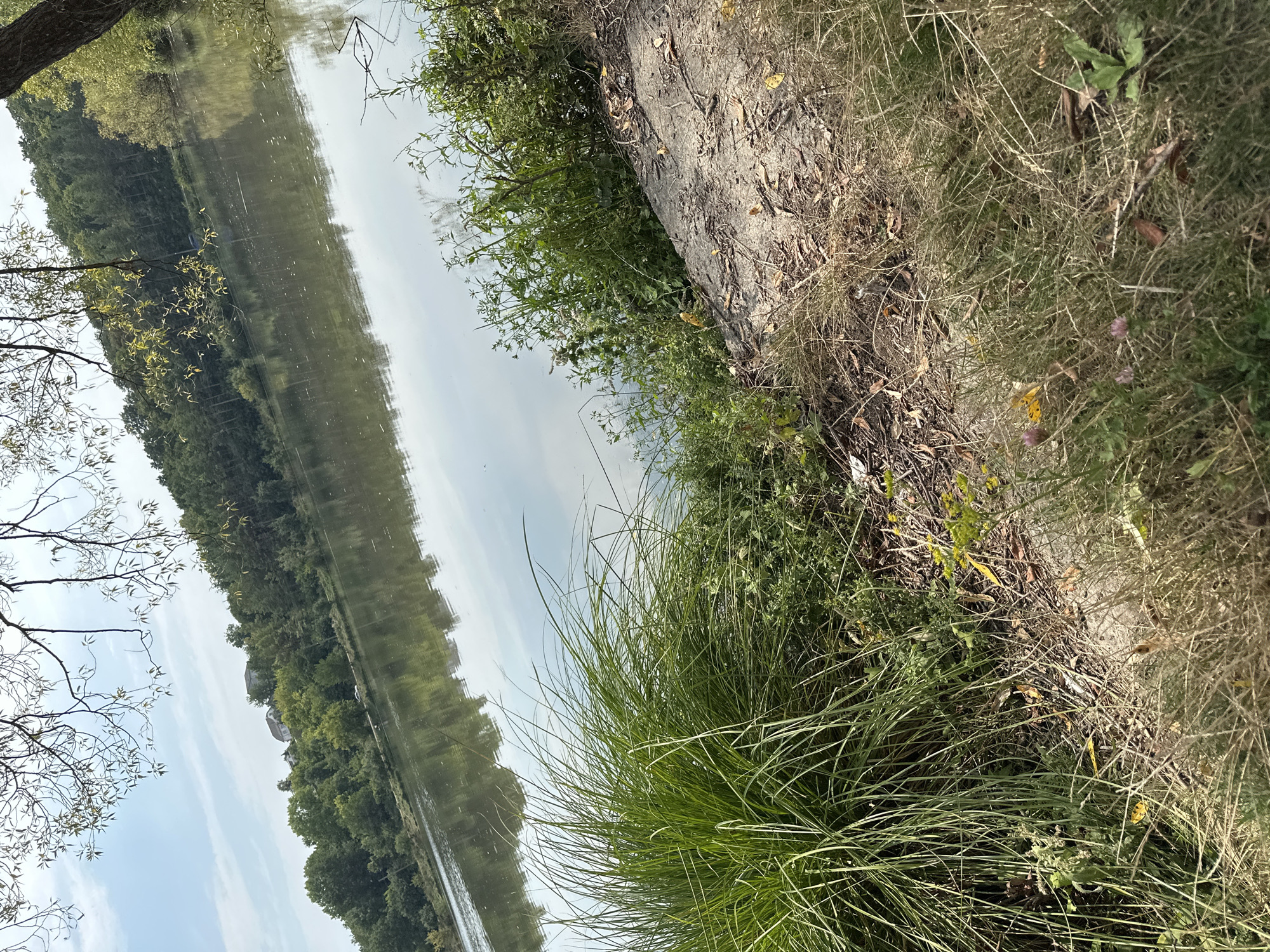 The image depicts a serene lakeside scene. The foreground features lush, tall green grass and other vegetation growing along the sandy bank. Dry leaves and twigs are scattered across the ground. The lake's surface reflects the sky and the dense treeline on the opposite shore. In the distance, several buildings with tiled roofs are visible nestled among the trees. The sky is partly cloudy, with sunlight filtering through. The overall impression is one of a natural, tranquil environment.
