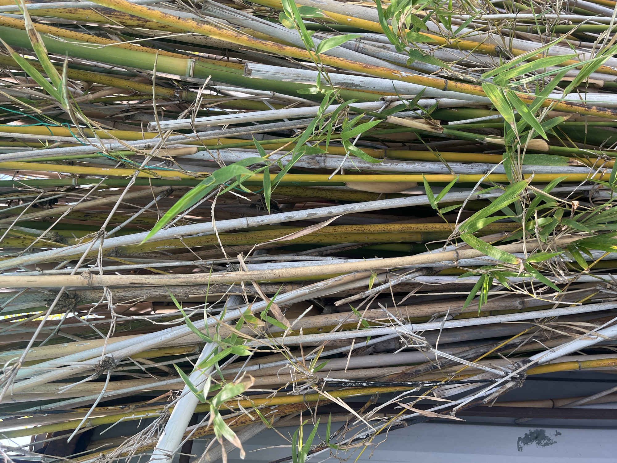 A pile of bamboo stalks, varying in color from yellow to gray and some still green, is piled on top of what appears to be a white, possibly painted, surface. Some stalks have leaves. The location is Nha Trang Ward, Vietnam.