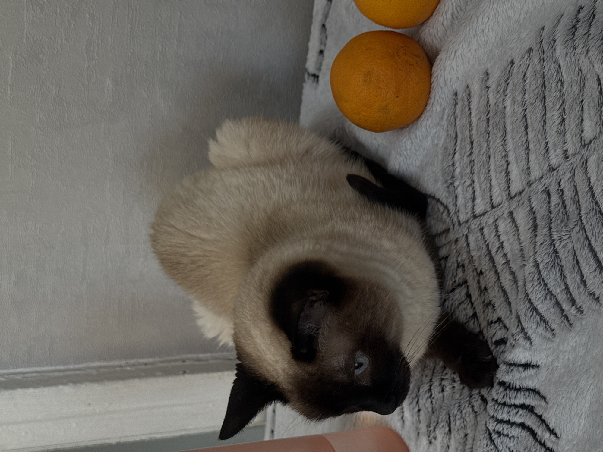 A tan and brown Siamese cat is lying on a gray, patterned blanket. Two oranges sit on the blanket near the cat. The location is not evident in the image.