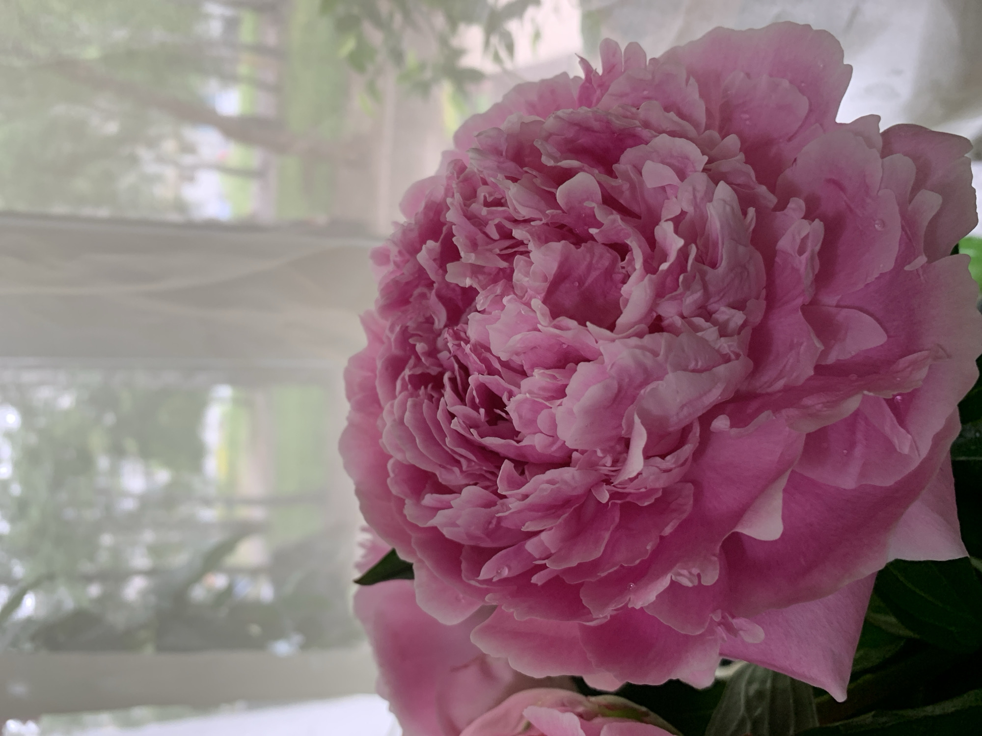 A close-up, portrait-oriented, eye-level shot features a large, vibrant pink peony flower in the foreground. The flower is the dominant subject, with its densely packed, ruffled petals filling most of the frame. Dewdrops glisten on the petals, suggesting recent moisture. In the background, a blurred window with sheer white curtains reveals a soft-focus view of trees and foliage, indicative of an outdoor setting. The overall impression is one of natural beauty and tranquility. The image does not contain any discernible elements that can be definitively linked to the city of Chaikovsky, Russia, as the scene depicts a generic floral arrangement and a window view that could be found in many locations.
