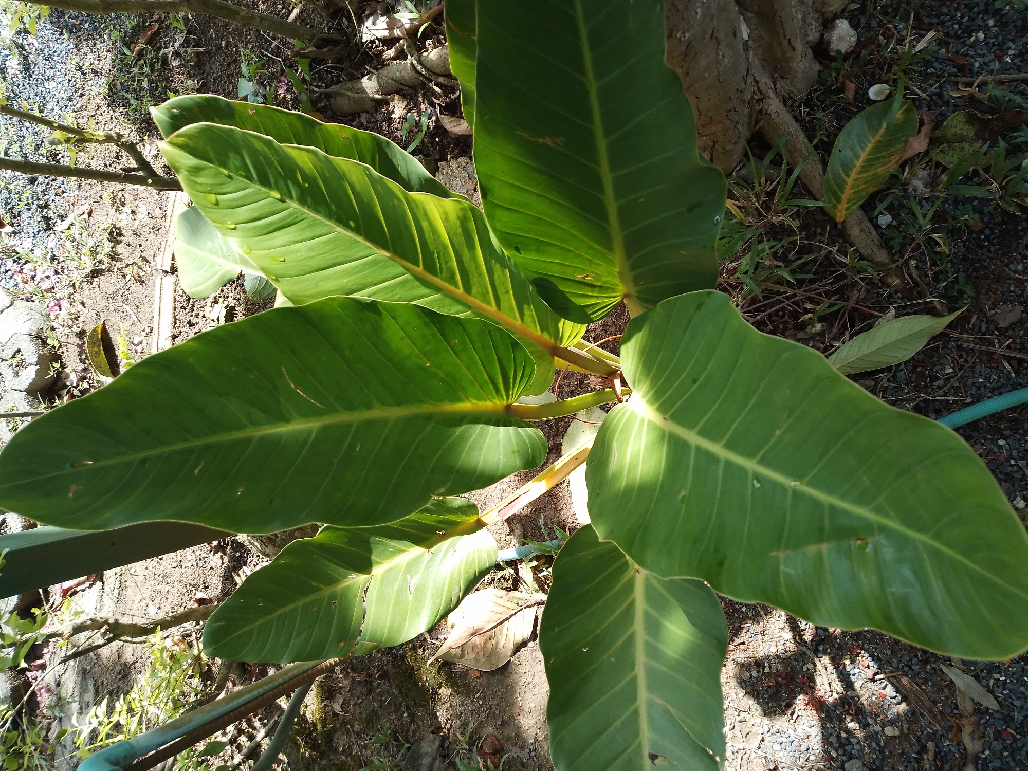 In Baan Mae Nam, Thailand, a cluster of large, vibrant green leaves dominates the frame. The leaves, with prominent veins running through them, are lush and appear to have water droplets scattered across their surfaces, indicating recent rain or watering. They emerge from a central stalk with a reddish-brown hue. The plant is situated outdoors, with a background of dry soil, small stones, and fallen leaves. Some shadows from surrounding vegetation are cast upon the ground. A portion of a blue pipe or tube is visible near the base of the plant. The overall environment suggests a garden or natural setting within Baan Mae Nam.