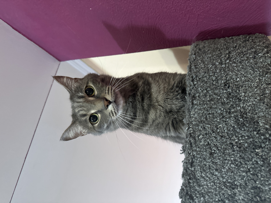 The image displays a grey tabby cat positioned centrally, looking directly at the viewer. The cat has short, striped grey fur, large round eyes with dilated pupils appearing yellow-green, a pink nose, and prominent white whiskers extending laterally from its muzzle. Its pointed ears are erect. The cat's head and upper torso are visible, situated above a textured, dark grey, shag-carpet-like surface that occupies the lower third of the frame, likely a platform or part of a cat tree.
The background consists of interior walls and a ceiling. A white ceiling is visible in the upper left. In the upper right, a light beige wall meets a vibrant magenta-purple wall at an internal corner. A subtle, elongated shadow is cast vertically on the magenta wall. The scene is illuminated by ambient light, creating soft highlights on the cat's fur. The visual evidence indicates an indoor residential or pet-friendly setting. The specific location within Krasnoyarsk, Russia, is not discernible from the image content.