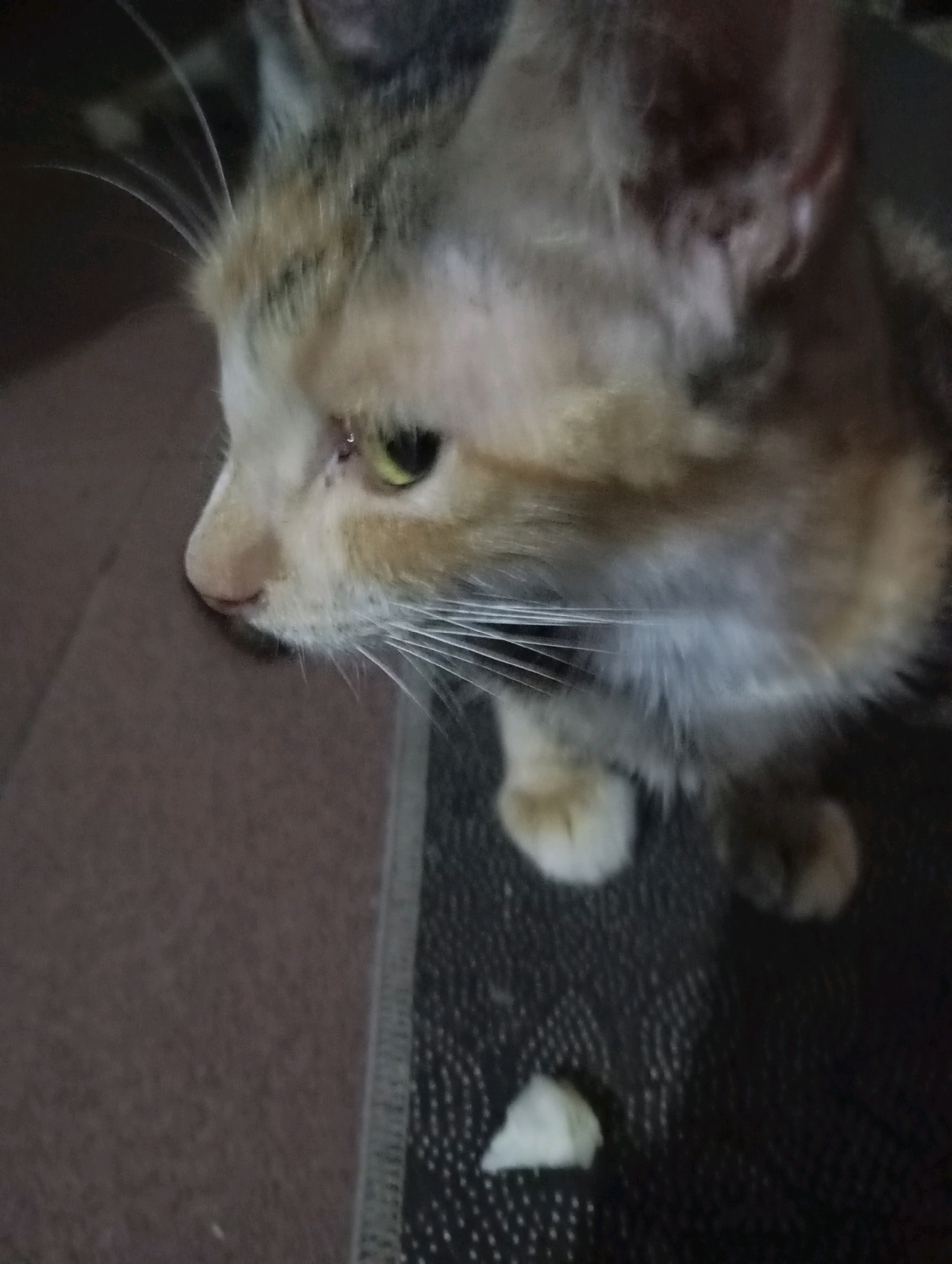 A calico cat with yellow-green eyes is seen in close-up, looking to the left of the frame. Its fur is a mix of white, orange, and black. The cat's left eye has a visible tear or discharge. It is positioned on a dark, textured surface, possibly a rug, with a lighter-colored surface to its left. A small, light-colored object, possibly food, is on the dark surface in front of the cat. The background is dark and out of focus. The scene appears to be indoors. This image was captured in Balikpapan, Indonesia.