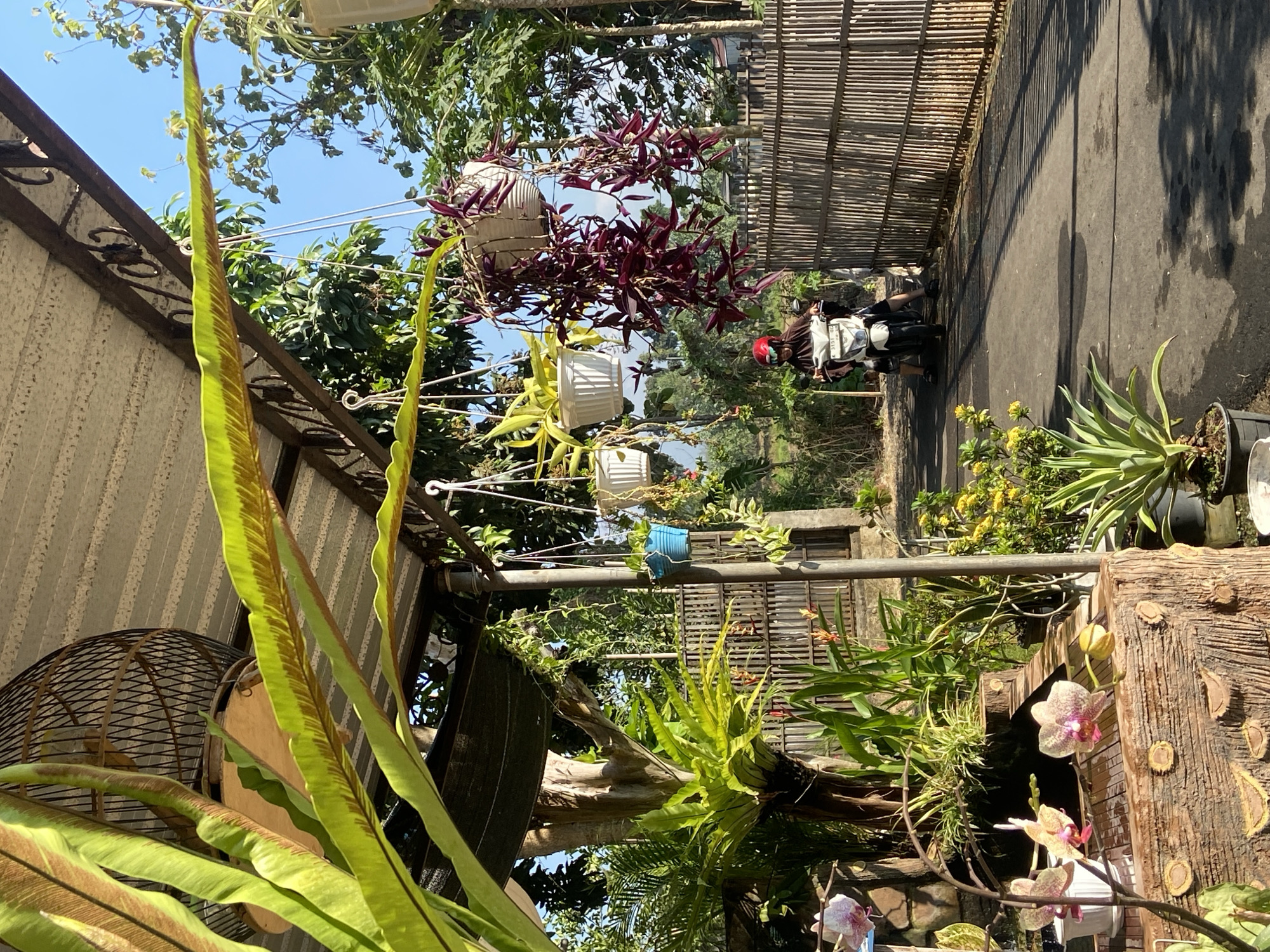 This is a medium-shot, eye-level, vertical photograph taken outdoors in Margorejo, Indonesia. The scene is a path lined with a bamboo fence on the right and lush greenery and hanging plants on the left, under a corrugated metal roof. In the foreground, to the left, is a display of potted orchids and other plants arranged on a rustic, wood-like structure. The orchids are in bloom, displaying pink and yellow petals. Further back, a large bird's nest fern is prominent. Several other potted plants, including some with yellow flowers and trailing vines with purple leaves, hang from the overhead structure. In the middle ground, a person wearing a brown hijab and a red helmet is riding a white motorcycle on the paved path, moving away from the camera. The path is dappled with sunlight and shadows. The background consists of trees and foliage, with a clear blue sky overhead. The overall impression is a vibrant, tropical garden setting.