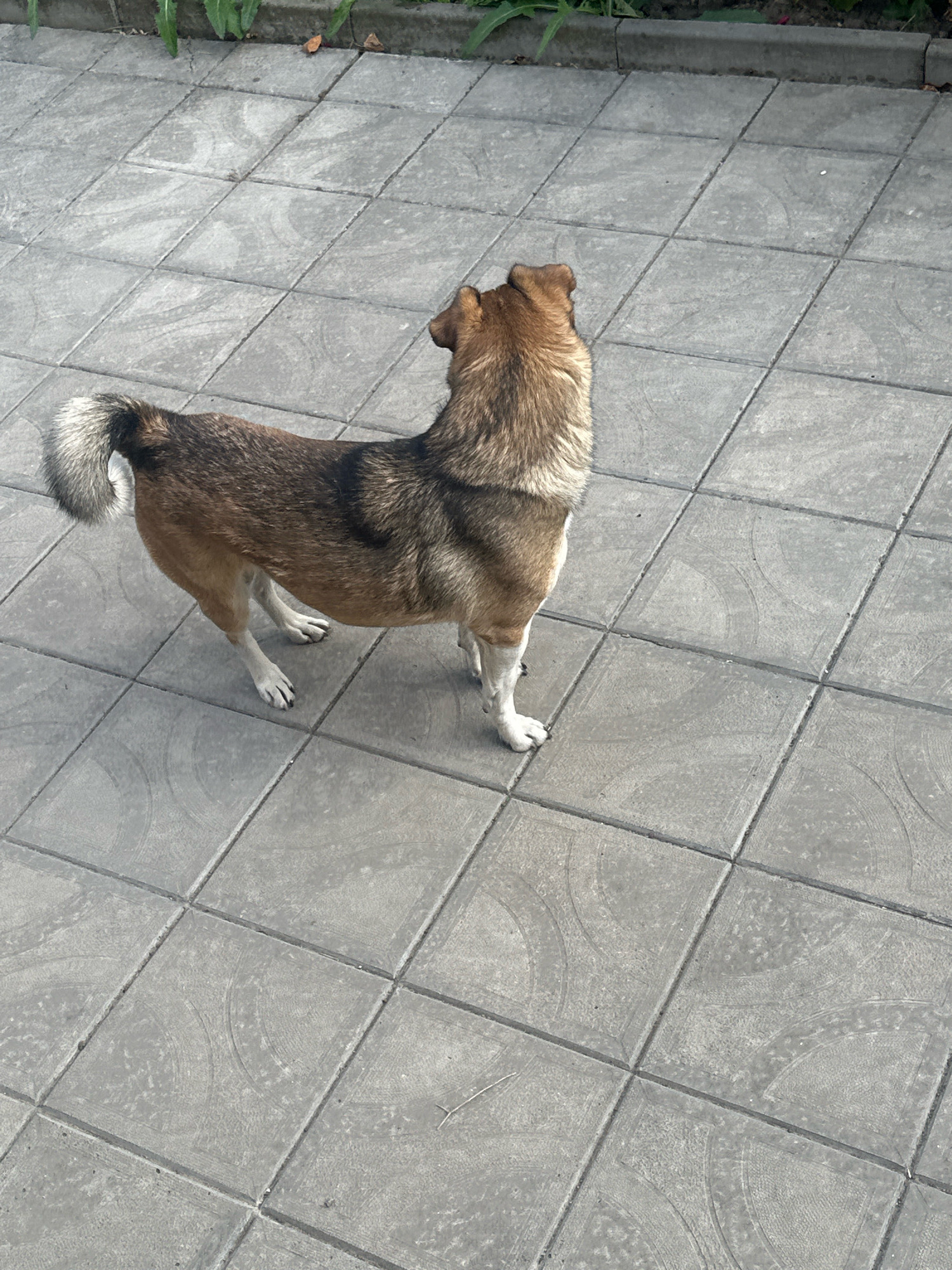 A medium-sized dog with brown and black fur stands on a paved outdoor area. The dog is facing away from the camera, with its head turned to the left. Its tail is curled over its back. The ground is covered with square concrete pavers, and there is a curb with some greenery along the top edge of the image. The scene appears to be in Makiv, Ukraine.