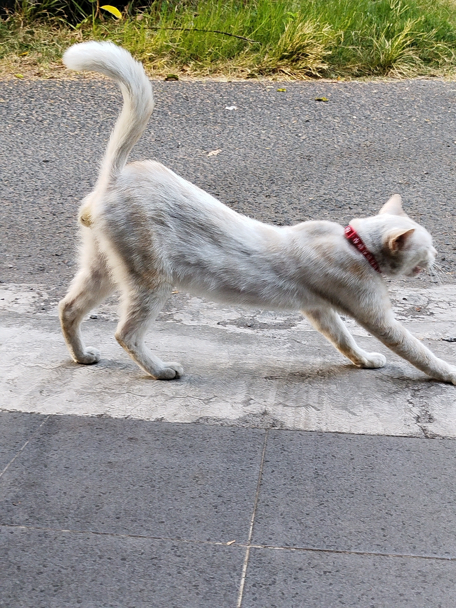 A light-colored cat is stretching on a textured concrete sidewalk next to a paved road. The cat is facing to the right, with its front legs extended forward and its hindquarters raised. Its tail is curled upwards. The cat is wearing a red collar with a pattern. In the background, there is green grass and a paved road. The lighting suggests it is daytime. The scene appears to be an outdoor environment in an urban or suburban area, possibly a residential street in Surabaya, Indonesia, given the typical sidewalk and road construction.