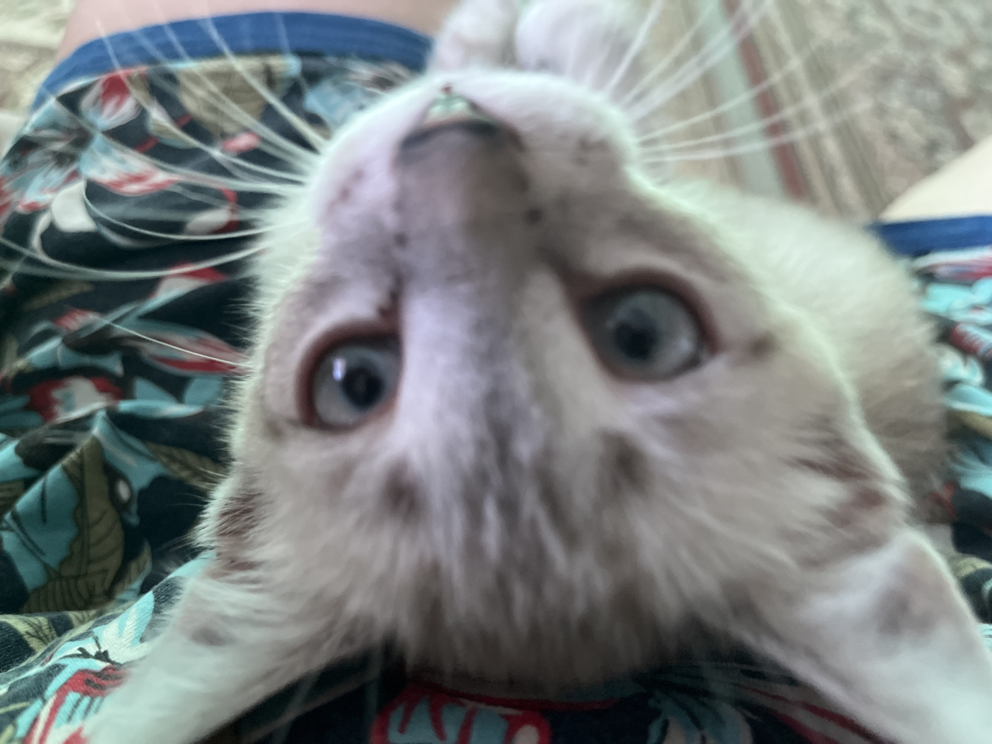 A light-colored cat with blue eyes and spotted markings is lying upside down on a person's lap. The person is wearing patterned shorts or pants with a blue waistband. The background is slightly blurred, showing a patterned surface that may be a bedspread or another piece of clothing.