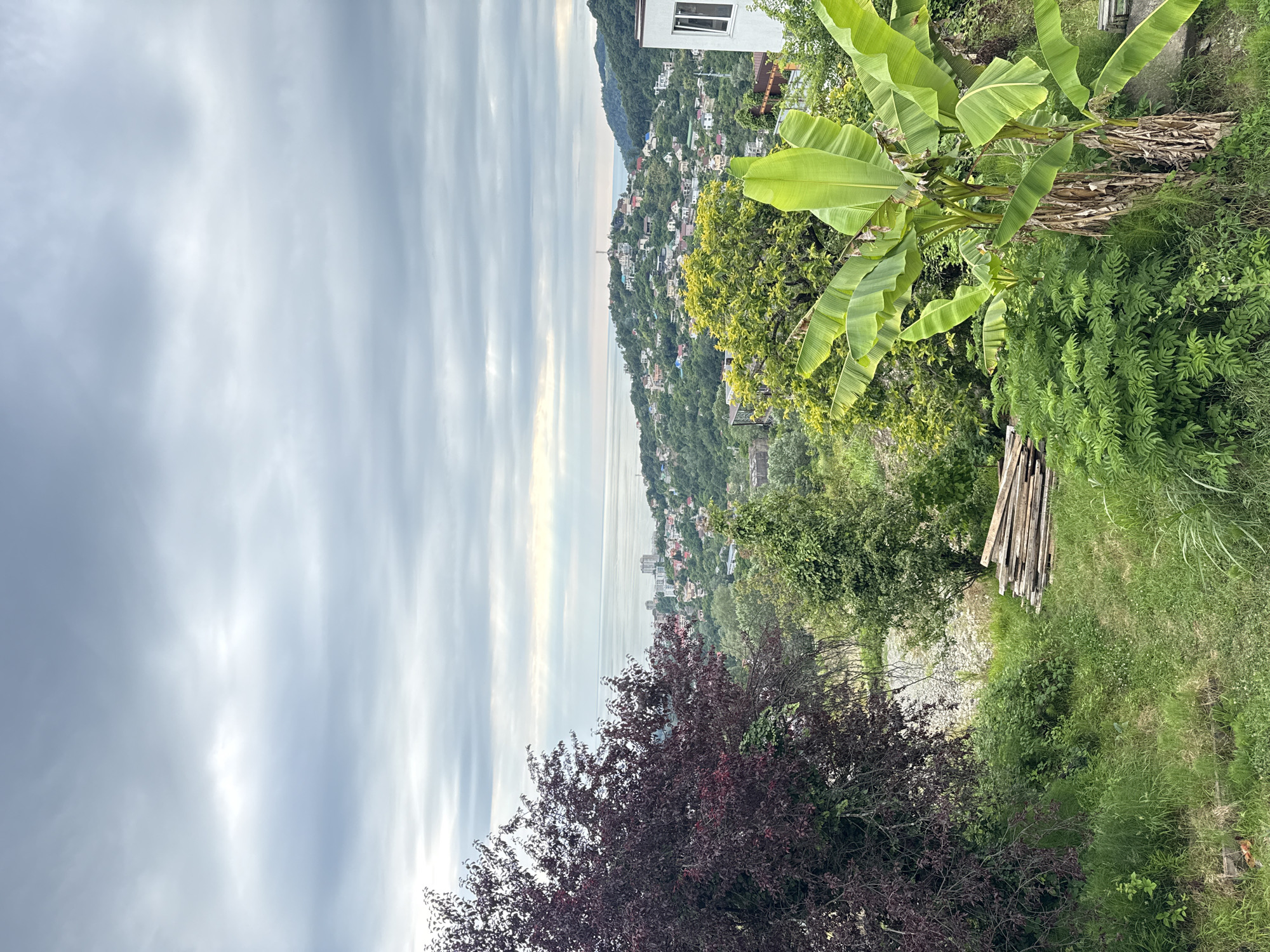 The media file depicts a scenic view overlooking a coastal town nestled on a hillside, with the sea stretching out to the horizon under a cloudy sky. The scene is dominated by lush greenery, including large banana leaves in the foreground, which frame the panoramic vista. A white building with a window is visible among the trees at the top of the hill, suggesting a residential area. The town itself is characterized by numerous houses scattered across the sloping terrain, interspersed with trees and vegetation. The sea appears calm, reflecting the overcast sky. The time of day appears to be late afternoon or early evening, given the soft lighting and diffused clouds. The weather is overcast but pleasant, with no indication of rain. The location is Baranovka, Russia, a coastal region known for its natural beauty and seaside resorts. The overall mood is tranquil and serene, evoking a sense of peace and natural splendor. There is no visible text in the image.