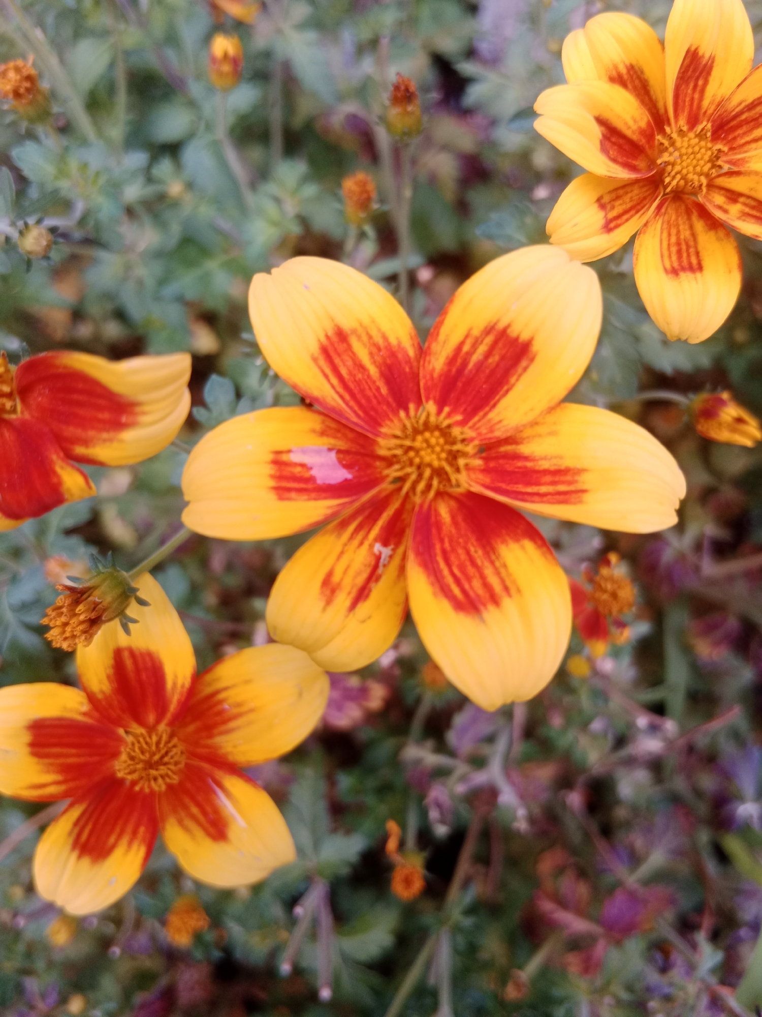 The image showcases a cluster of Bidens ferulifolia flowers, commonly known as Spanish needles or beggarticks, in bloom. The flowers feature bright yellow petals with striking streaks of deep red emanating from the center. Their delicate, star-shaped structure is evident, with a central disc composed of numerous tiny florets. Some flowers are in full bloom, while others appear as buds or partially opened. The background is a soft blur of green foliage and other flowering plants, suggesting a garden or natural setting. The lighting appears natural, possibly indicating daytime, with a slightly soft focus that emphasizes the vibrant colors of the Bidens. The scene evokes a sense of natural beauty and the tranquility of a garden. No people, text, or specific weather conditions are visible. The location context of Bydgoszcz, Poland, provides a geographical setting for this natural display of flowers.