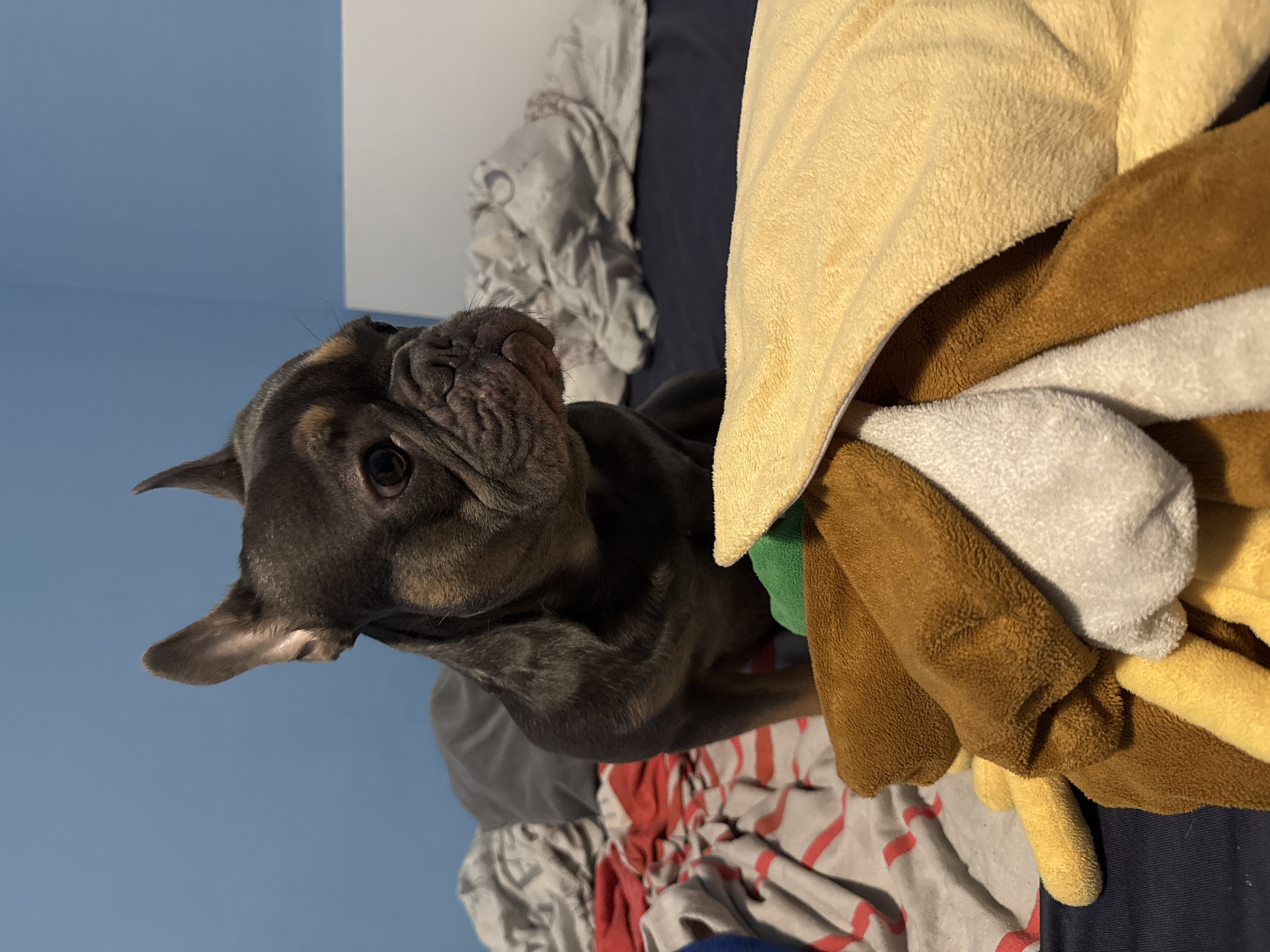 A close-up, tilted shot features a dark gray and brown French Bulldog dog amidst bedding and soft toys. The dog has a wrinkled face and attentive gaze. The bedding includes striped sheets and blankets in gray, white, and red patterns. The soft toys, in hues of yellow, brown, white, and green, are piled to the side. The background consists of a blue wall and a white panel. There is no evidence to suggest this image was taken in Burgas, Bulgaria.