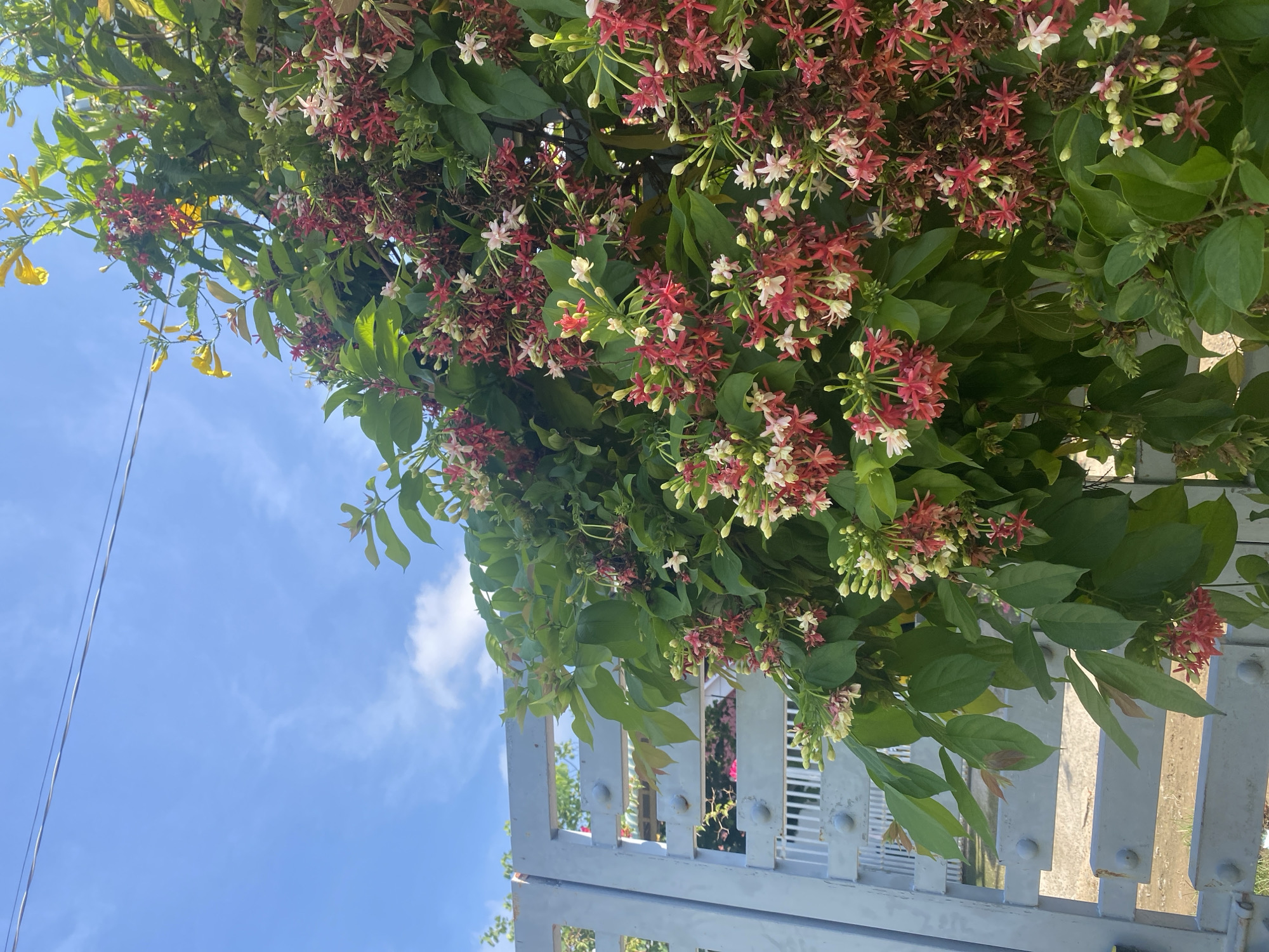 The image shows a close-up of a plant with clusters of red and white flowers, possibly a Quisqualis indica, also known as Rangoon creeper. The plant is heavily laden with blossoms, with some flowers appearing red and others white or a lighter pink. Lush green leaves surround the flowers, forming a dense foliage. In the background, a light blue sky with scattered white clouds is visible. A power line runs horizontally across the upper portion of the sky. To the left of the frame, a light gray metal gate with horizontal bars is partially visible. The gate appears to be part of a fence or enclosure. The overall scene is bathed in natural daylight, suggesting an outdoor setting. The image is taken from a low angle, looking upwards towards the sky and the blooming plant. While the specific location within Mũi Né, Vietnam, is not explicitly identifiable from the visual elements alone, the plant and the gate suggest a residential or public garden area. No people are present in the frame, and no specific actions or interactions are depicted. The image captures a moment of natural beauty, focusing on the vibrant colors and textures of the flowering plant against the backdrop of the sky and a man-made structure.