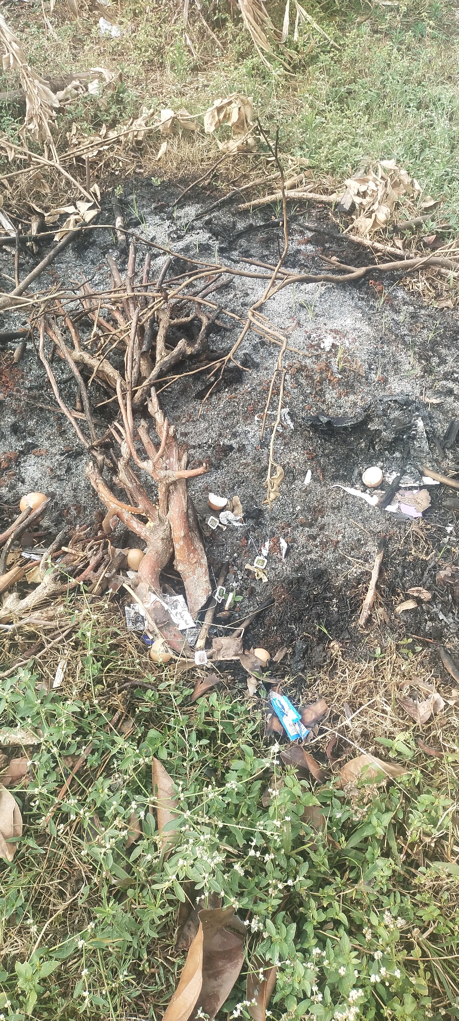 This is a close-up, eye-level, vertical, medium shot photograph of a natural outdoor scene. In the foreground and mid-ground, there is a patch of dry, burnt vegetation and scattered debris. The ground is covered with ash, charcoal, twigs, and dry leaves. Amongst the debris, there are several broken eggshells and pieces of white and purple paper. To the left, a gnarled, woody root structure is prominent, appearing partially burnt. In the lower portion of the image, green grass and small white flowers are growing, interspersed with dried leaves. A small blue and white packet, possibly a food wrapper or cigarette pack, is visible in the lower right quadrant. The background is a blurred continuation of the vegetation and dry ground. The overall impression is of a small, recently burned area with some trash. The image does not contain any identifiable people or specific landmarks.