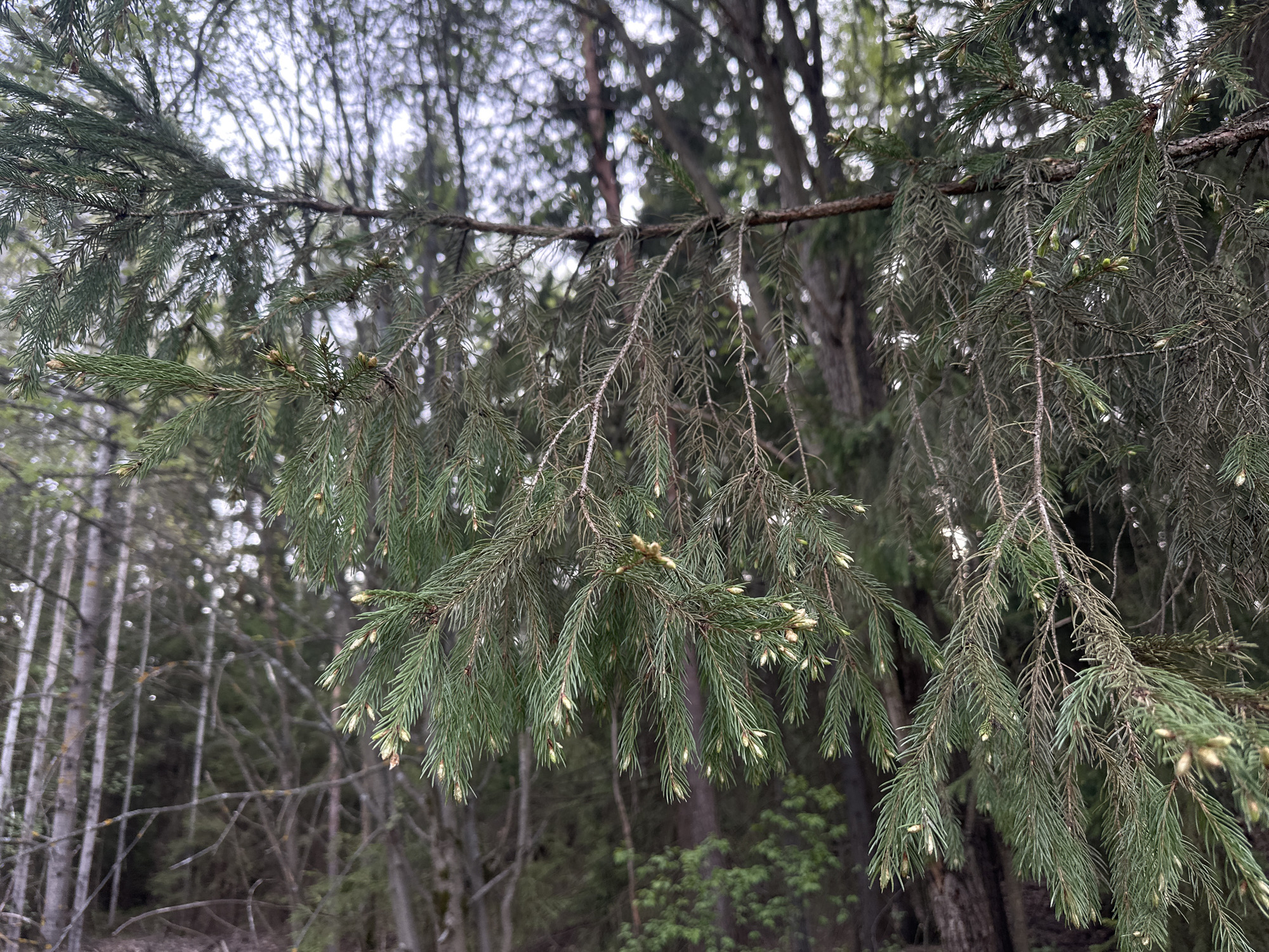 A close-up view of a pine tree branch with emerging cones. The location is most likely in a forested area near Прикамский, Russia. The focus is on the branch, showcasing its needles and the small, developing cones. The background consists of other trees and a blurred forest landscape. The lighting suggests an overcast day.