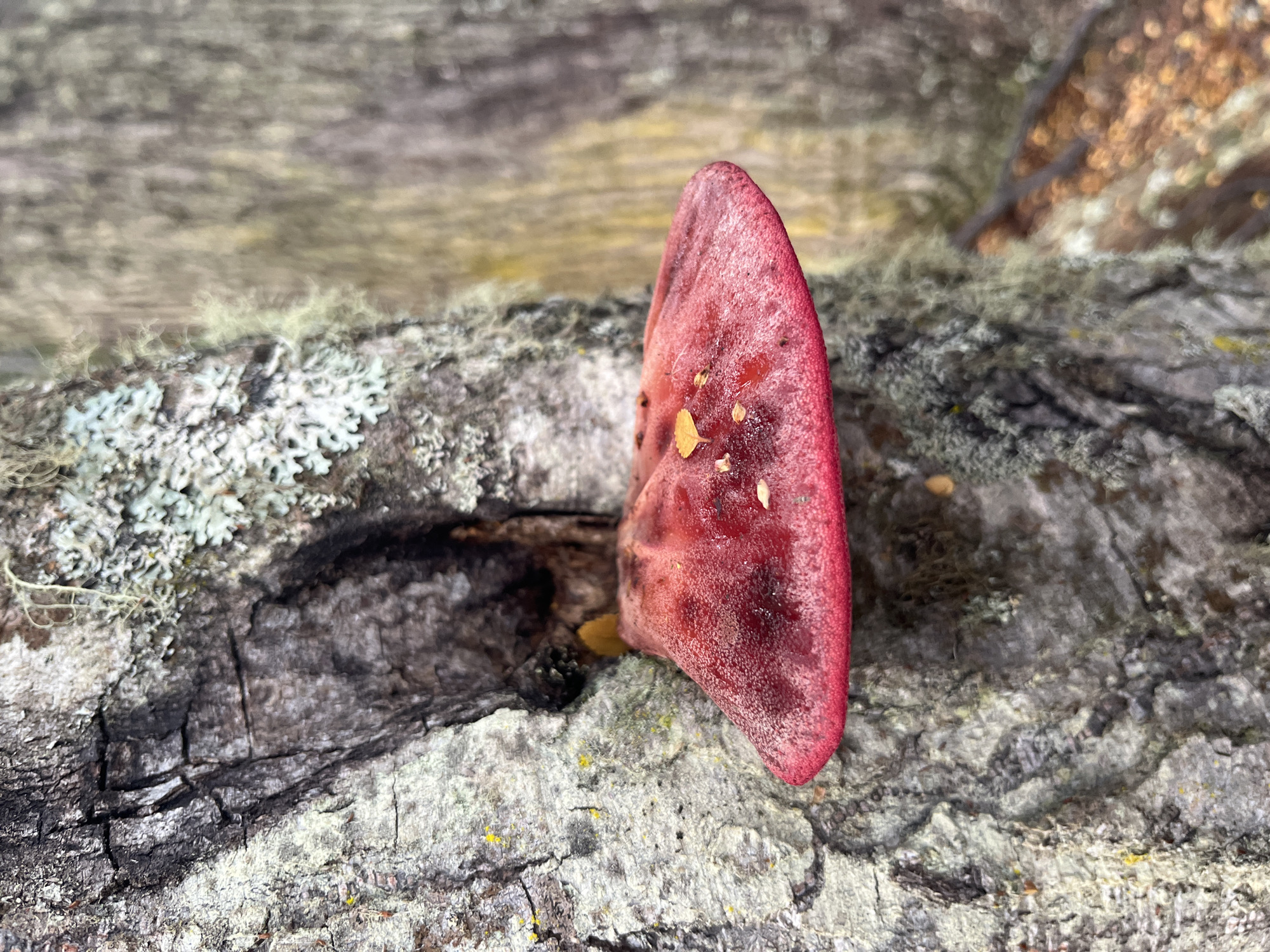 A close-up photograph shows a single, red-toned fungus growing out of the side of a decaying, gray tree trunk covered in patches of white lichen. The fungus is roughly triangular in shape, with a textured surface and a slightly lighter red edge. Small, yellow leaf fragments are stuck to the fungus's surface. The tree trunk has a rough, cracked bark texture. The background is blurred, but suggests a natural environment with other trees and foliage. The location is likely Lapataia, Argentina, based on the request.