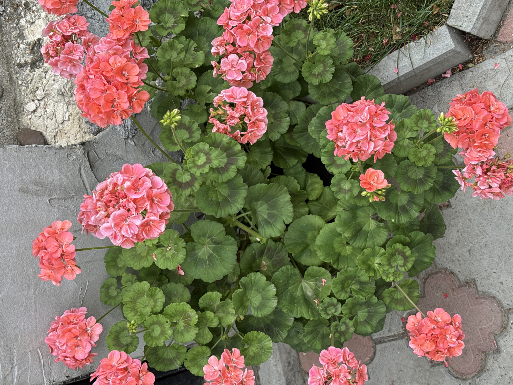 This is a photograph of a cluster of vibrant pink geraniums in full bloom, situated outdoors. The flowers are densely packed into round, umbel-shaped clusters, with individual petals visible. The foliage is a rich green, with distinctive dark circular markings on the leaves. The plants are set against a textured gray wall, possibly made of concrete or stucco, which shows some signs of weathering. To the right of the flowers, a patch of green grass is visible, along with a concrete border. The ground in front of the flowers is paved with interlocking brick pavers of a reddish-brown color. The overall impression is that of a well-maintained garden or outdoor planting. The image does not contain any people or animals, and no specific actions are depicted. The scene suggests a sunny day, as indicated by the bright lighting and the healthy appearance of the plants. This scene is located in the city of Bubuieci, Moldova.